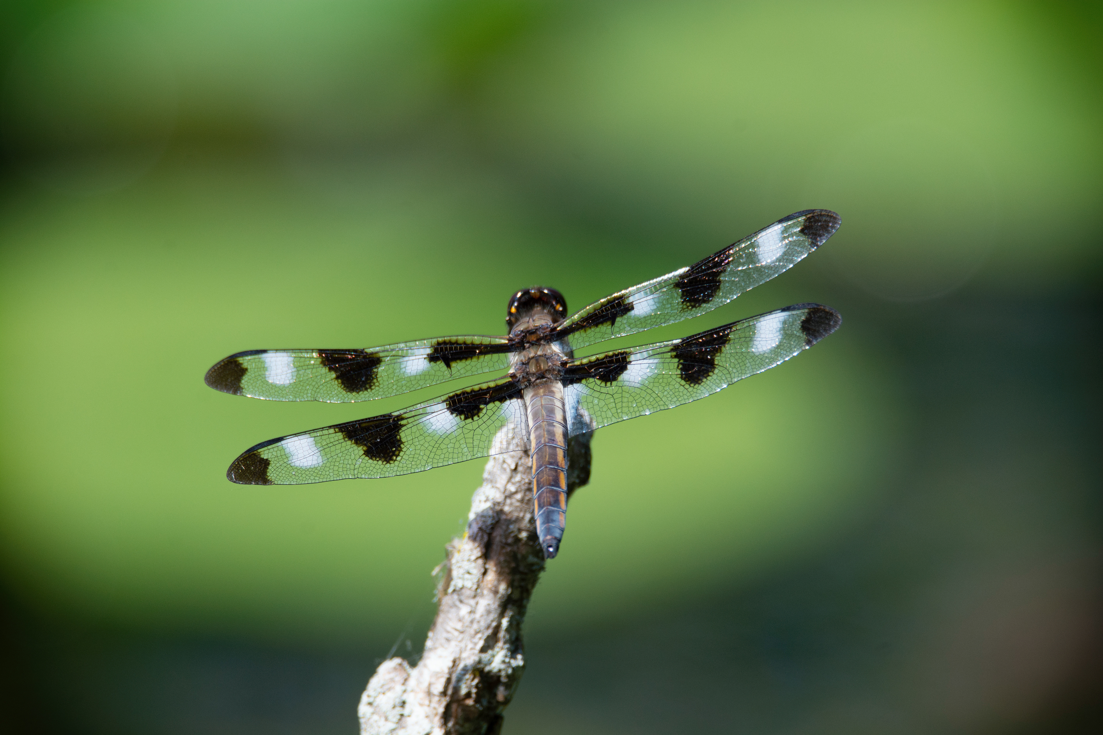 12-Spotted Skimmer Dragonfly