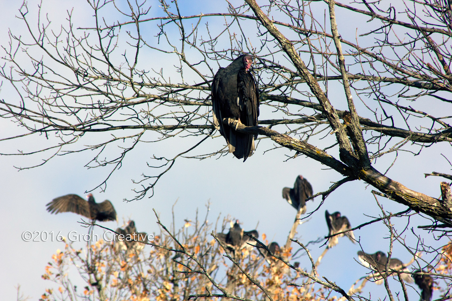 Groh Creative PHOTOS Wisconsin Turkey Vultures