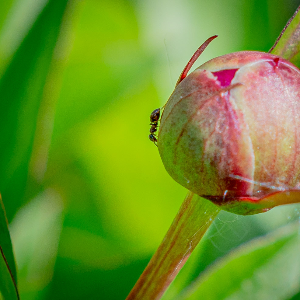 Spring - Nature Photography