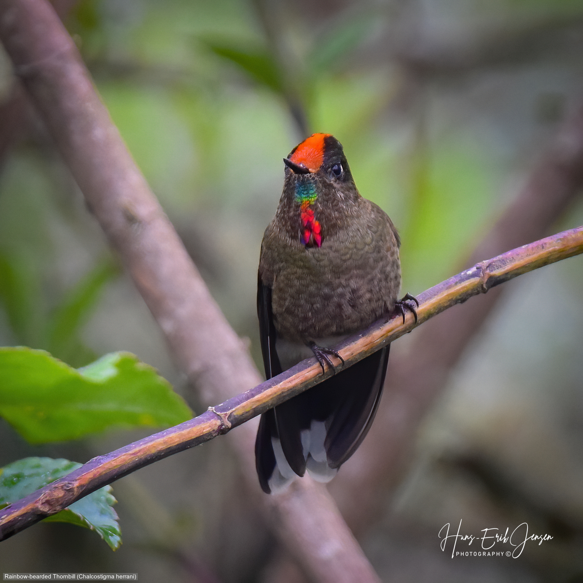 Hummingbird 20