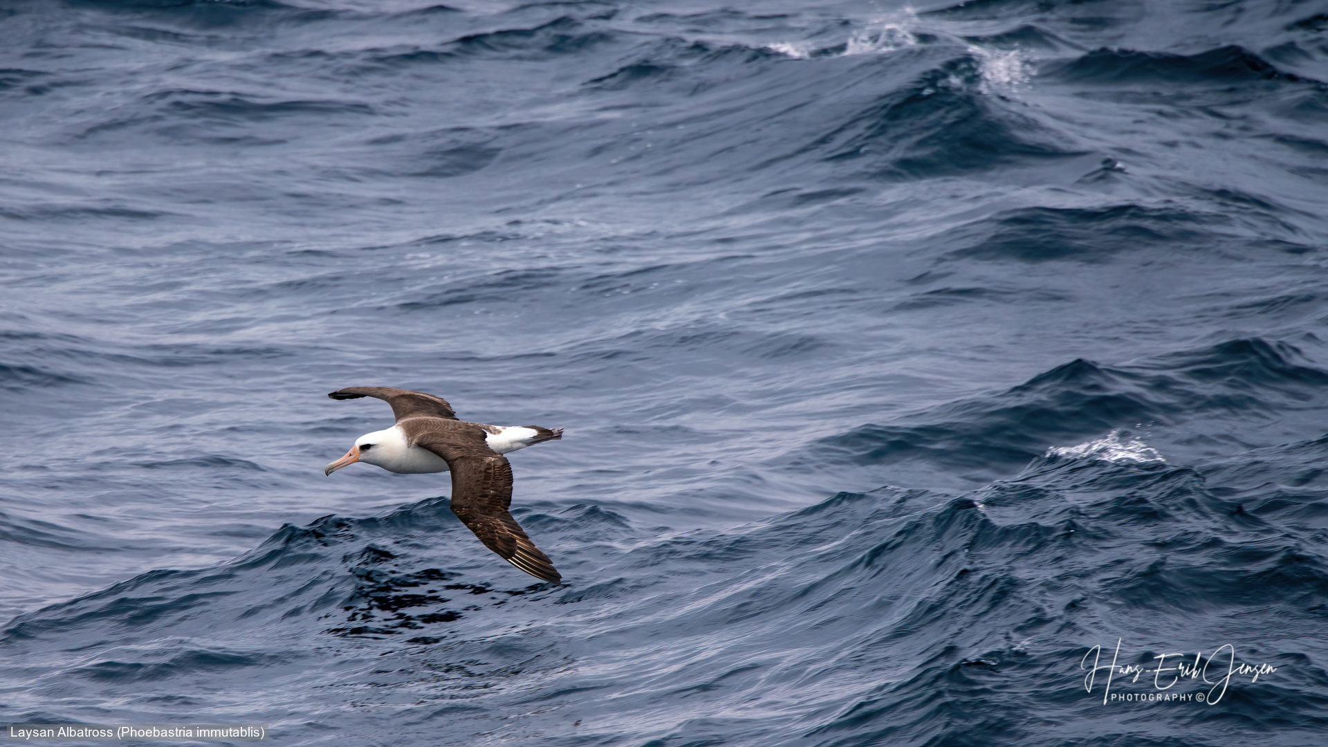 Albatross 42