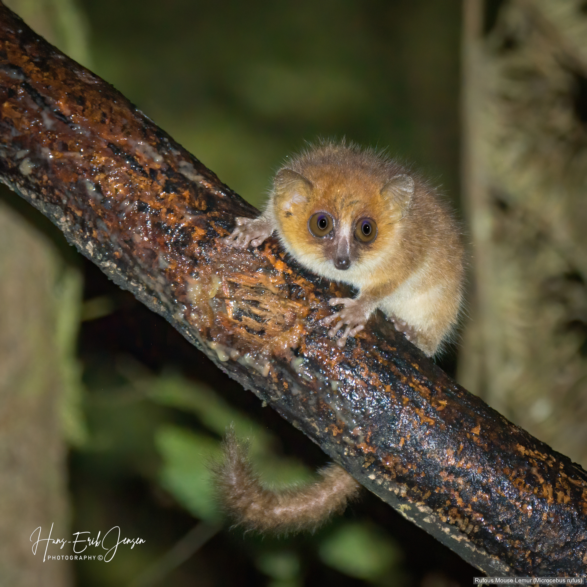 Lemur 3
