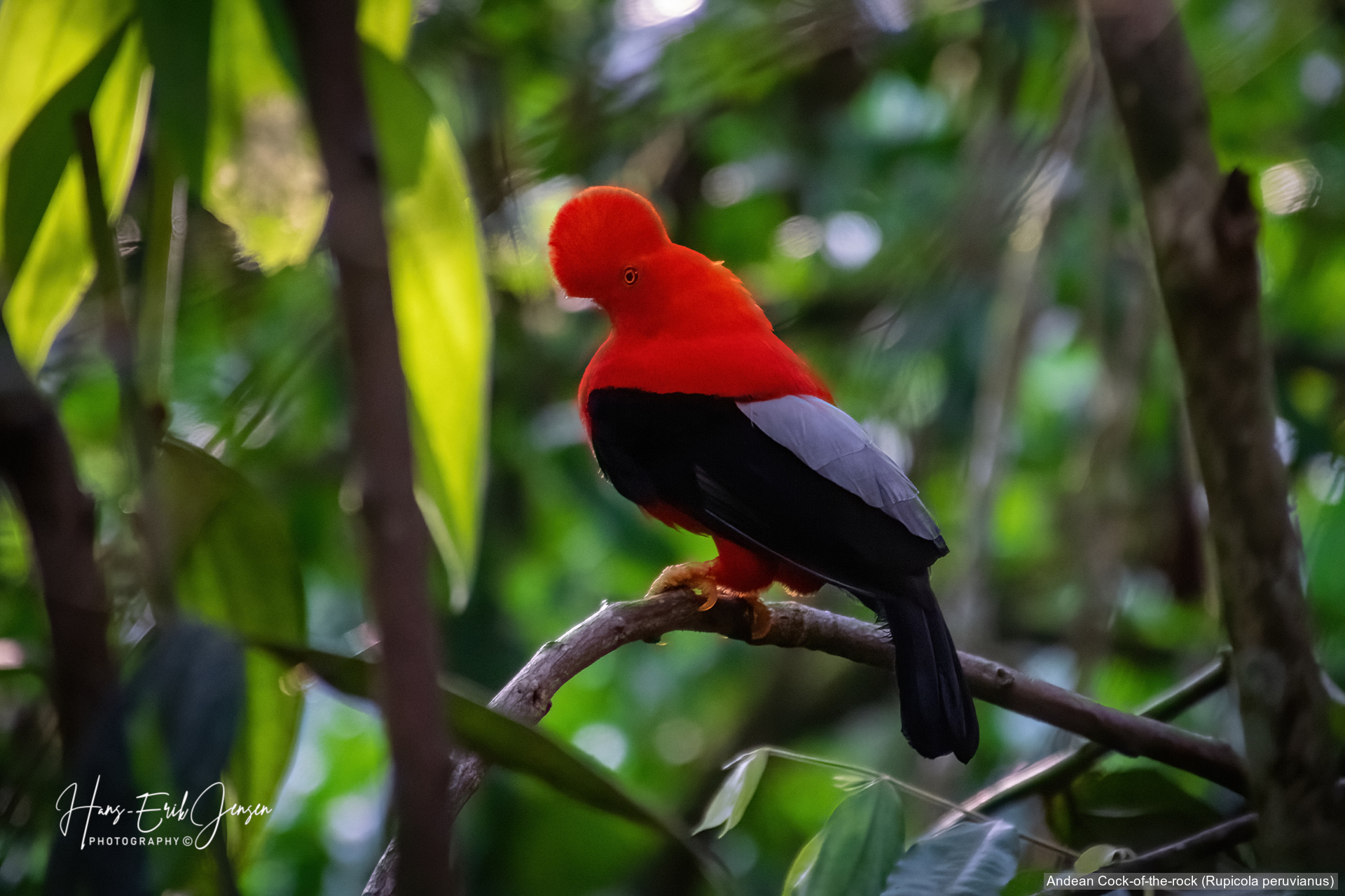 Bird 38