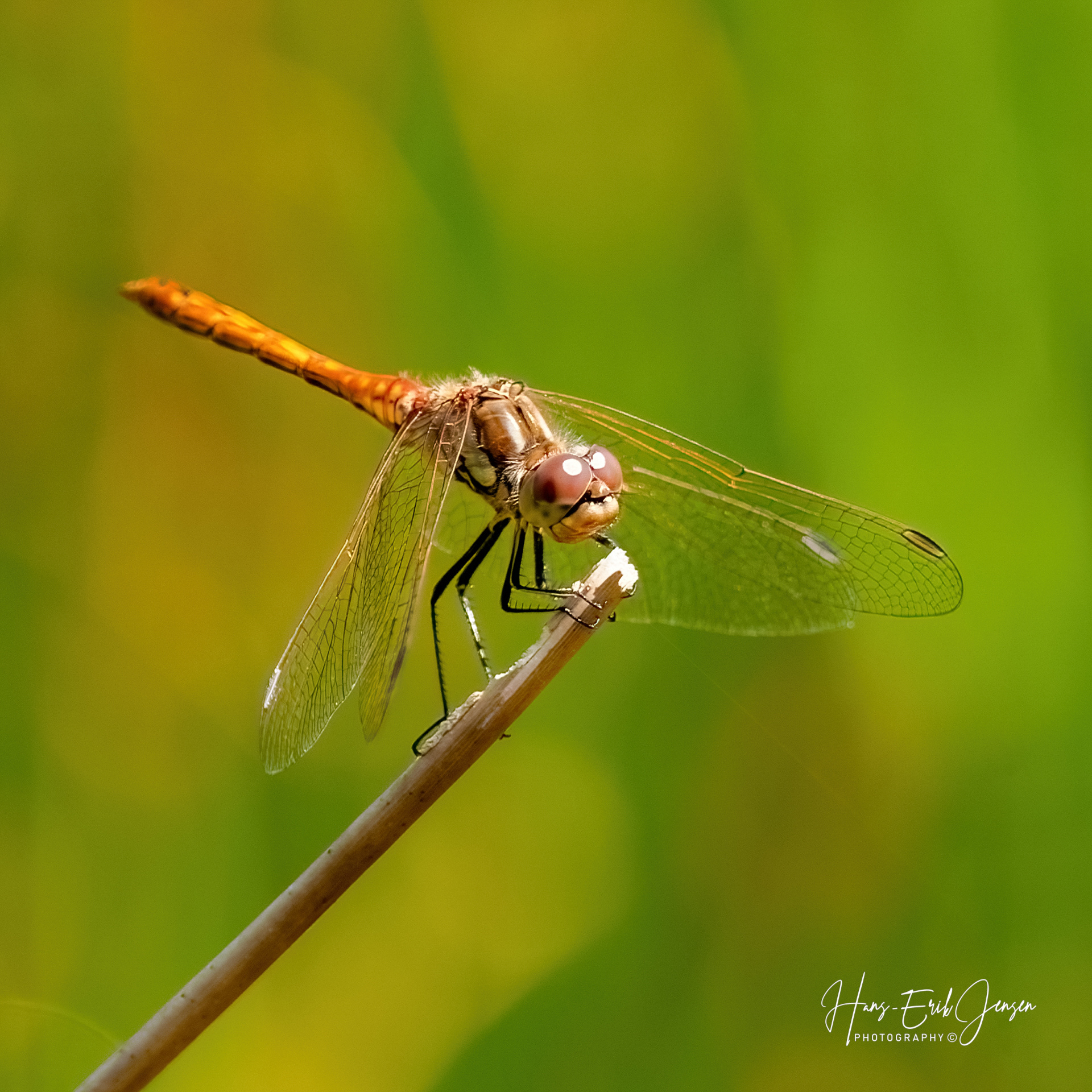 Dragonfly 9