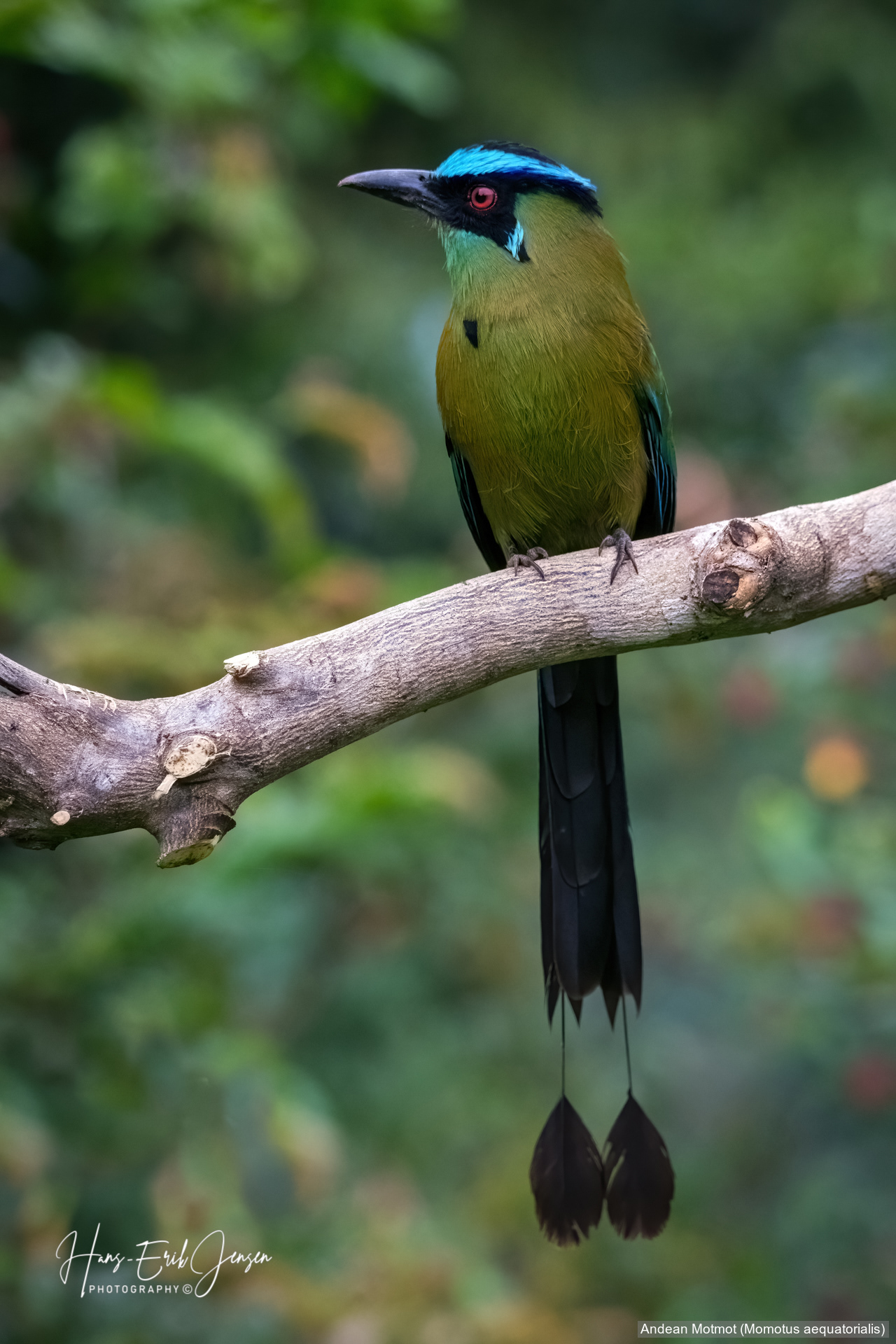 Bird 54