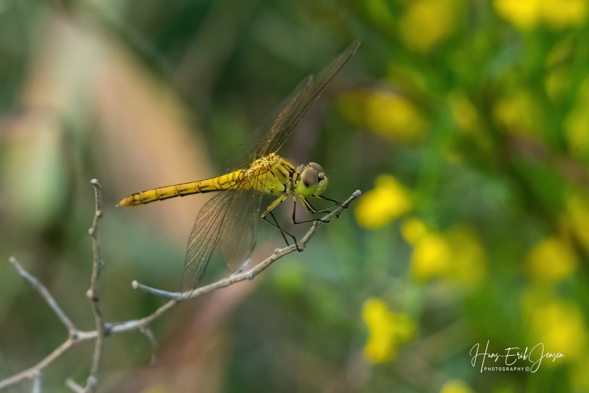 Dragonfly 17