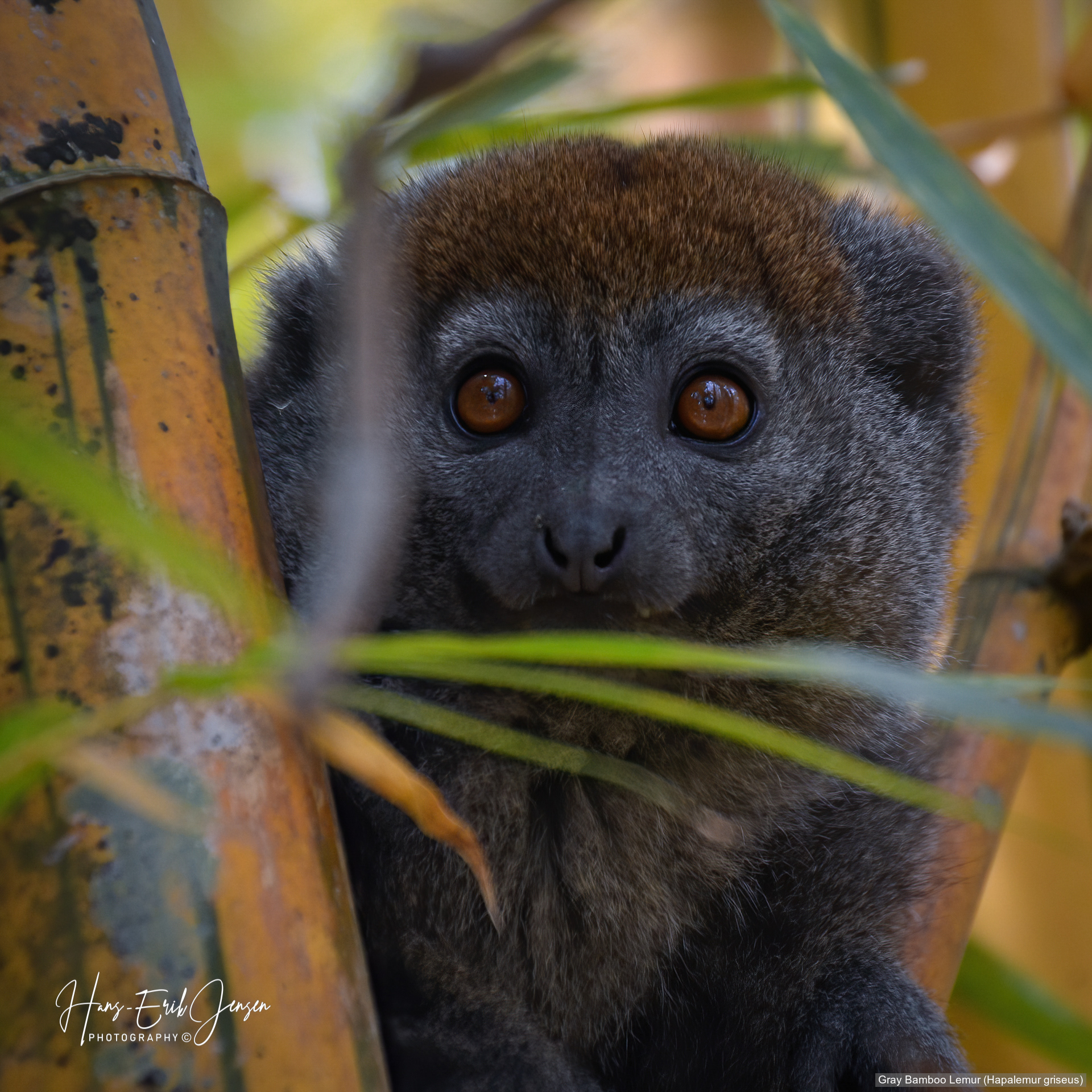 Lemur 11