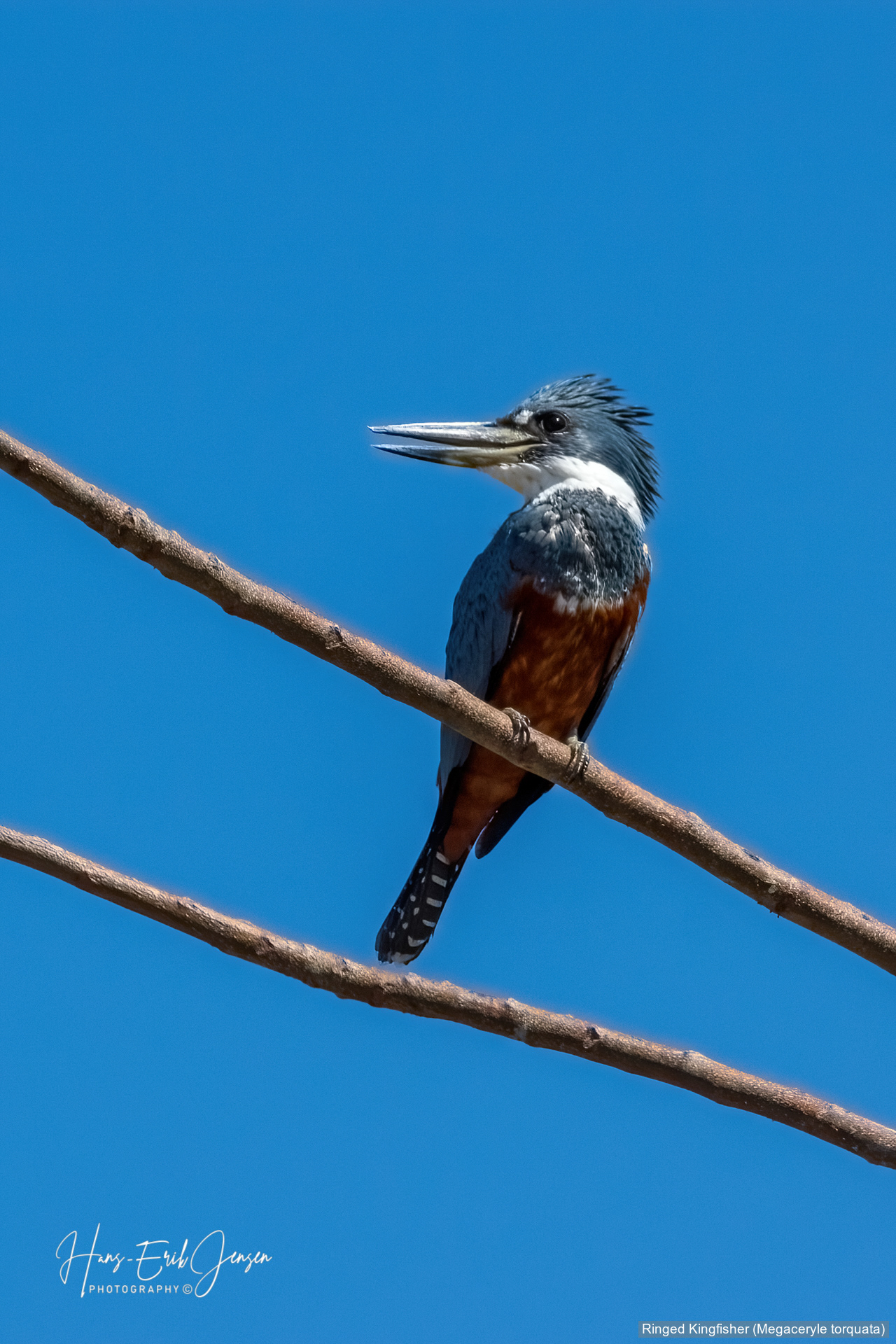 Bird 19