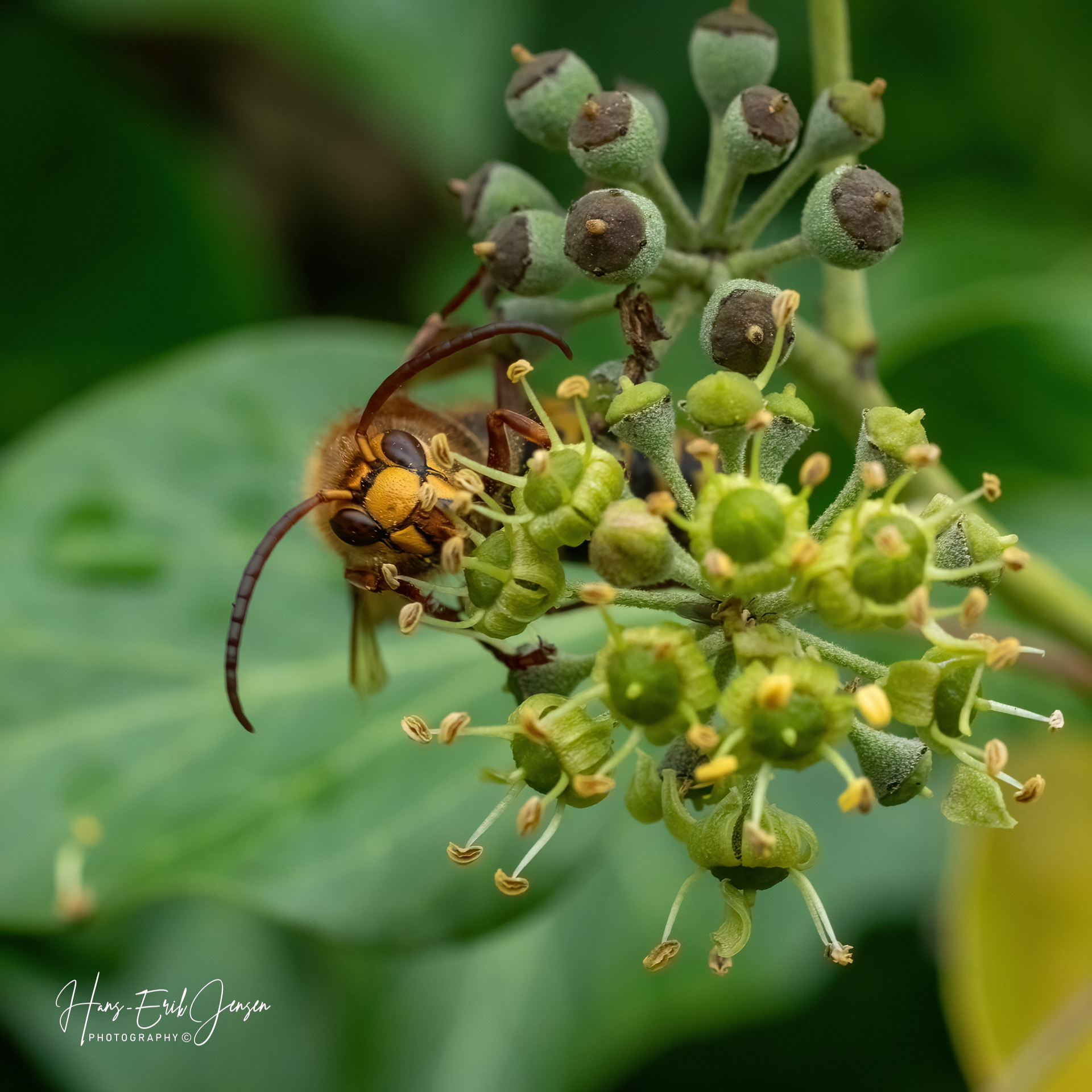 Bug 35