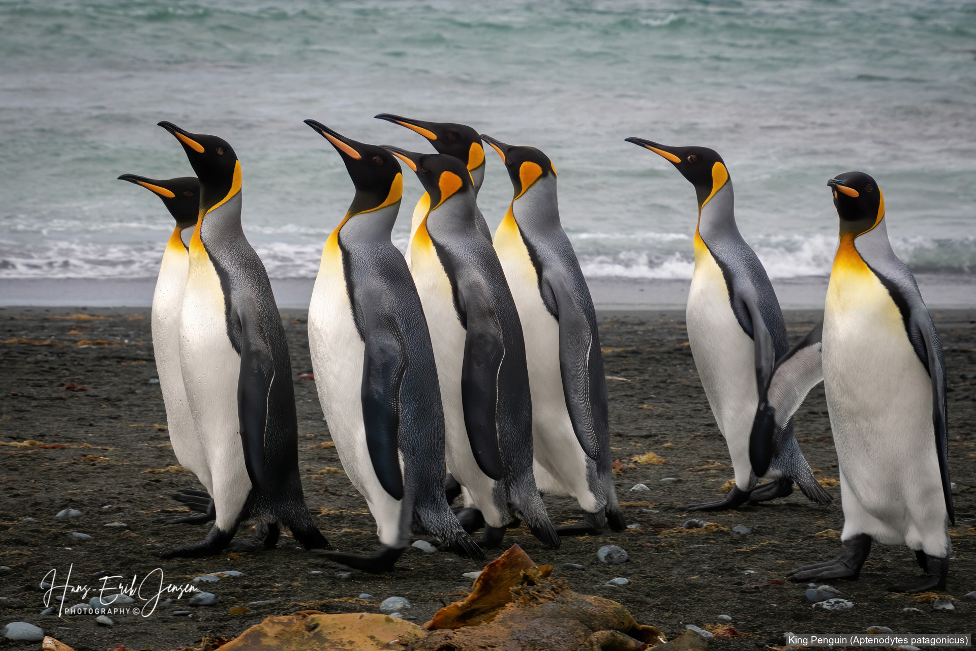 Penguin 5