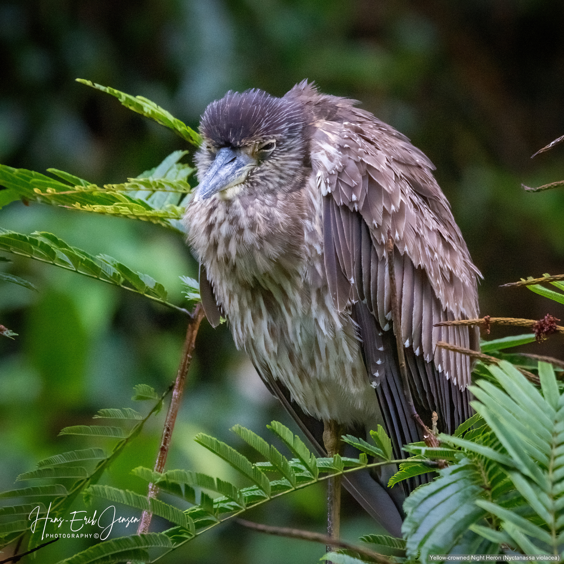 Bird 14