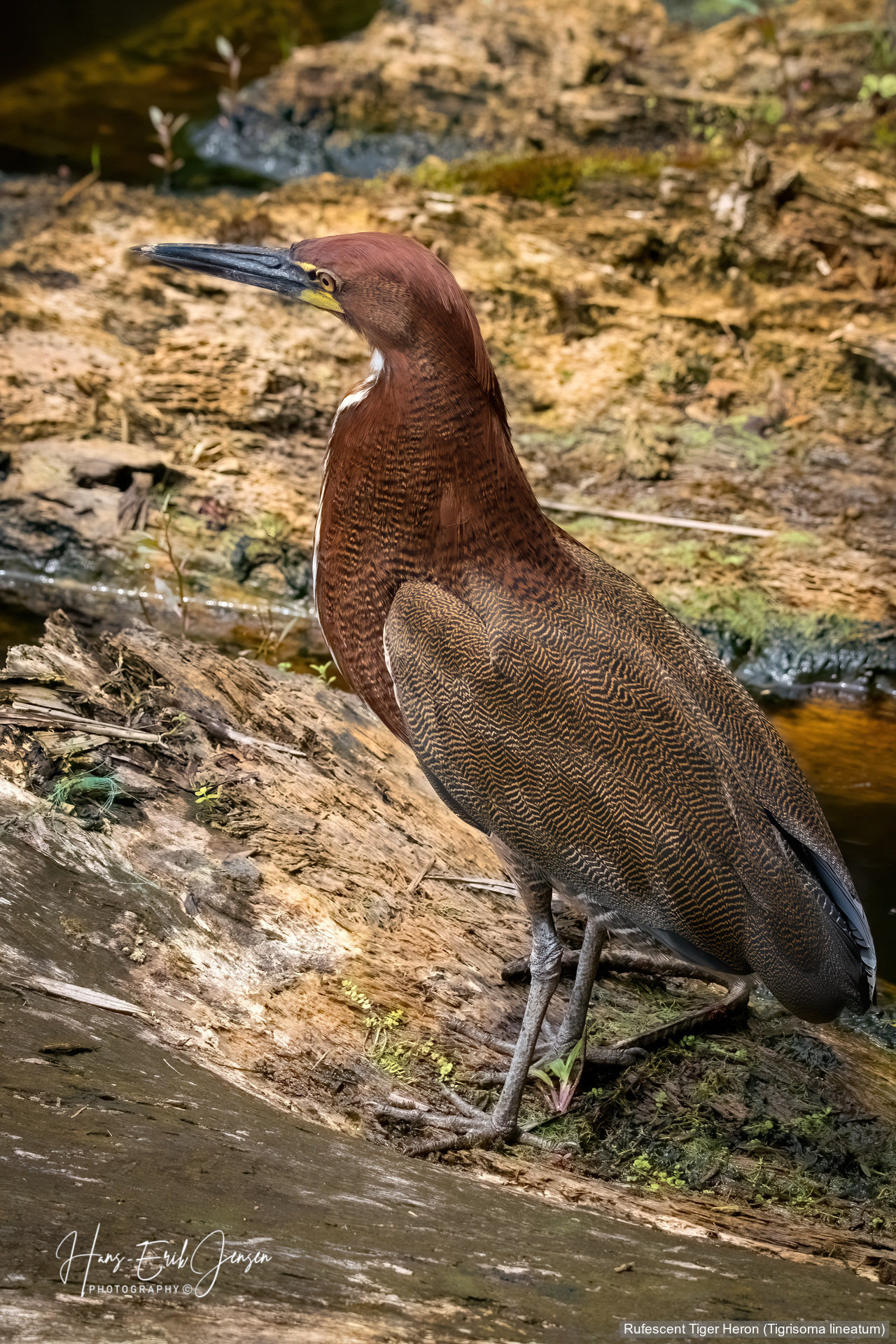 Bird 49