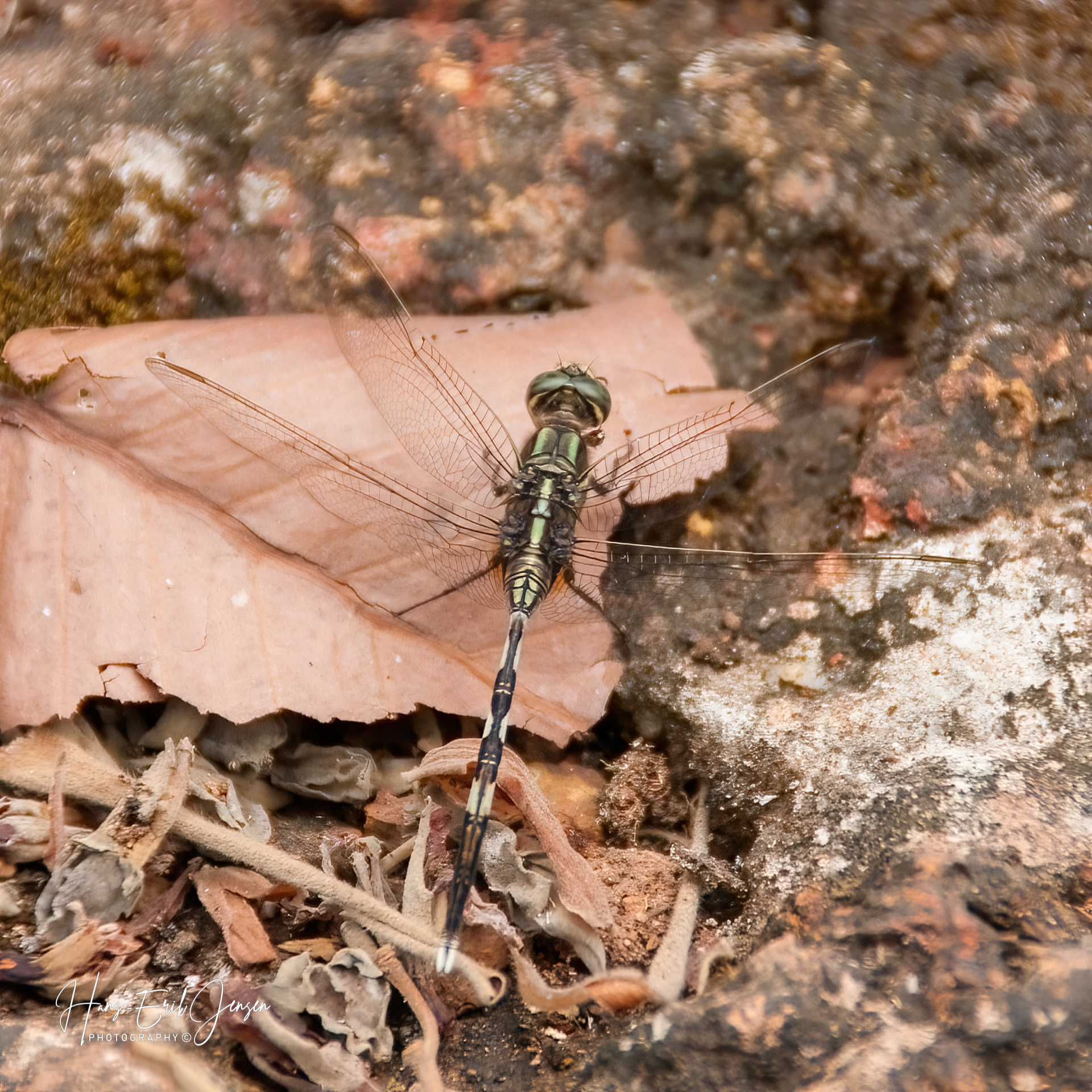 Dragonfly 42