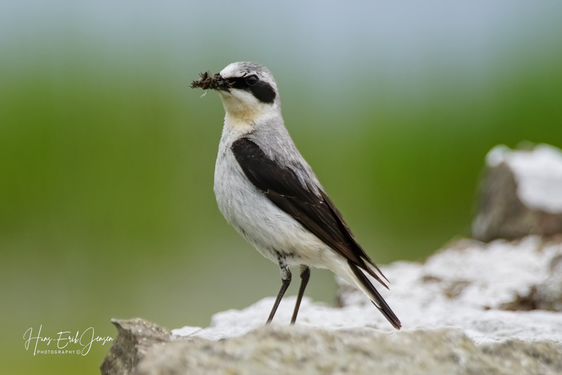Bird 27