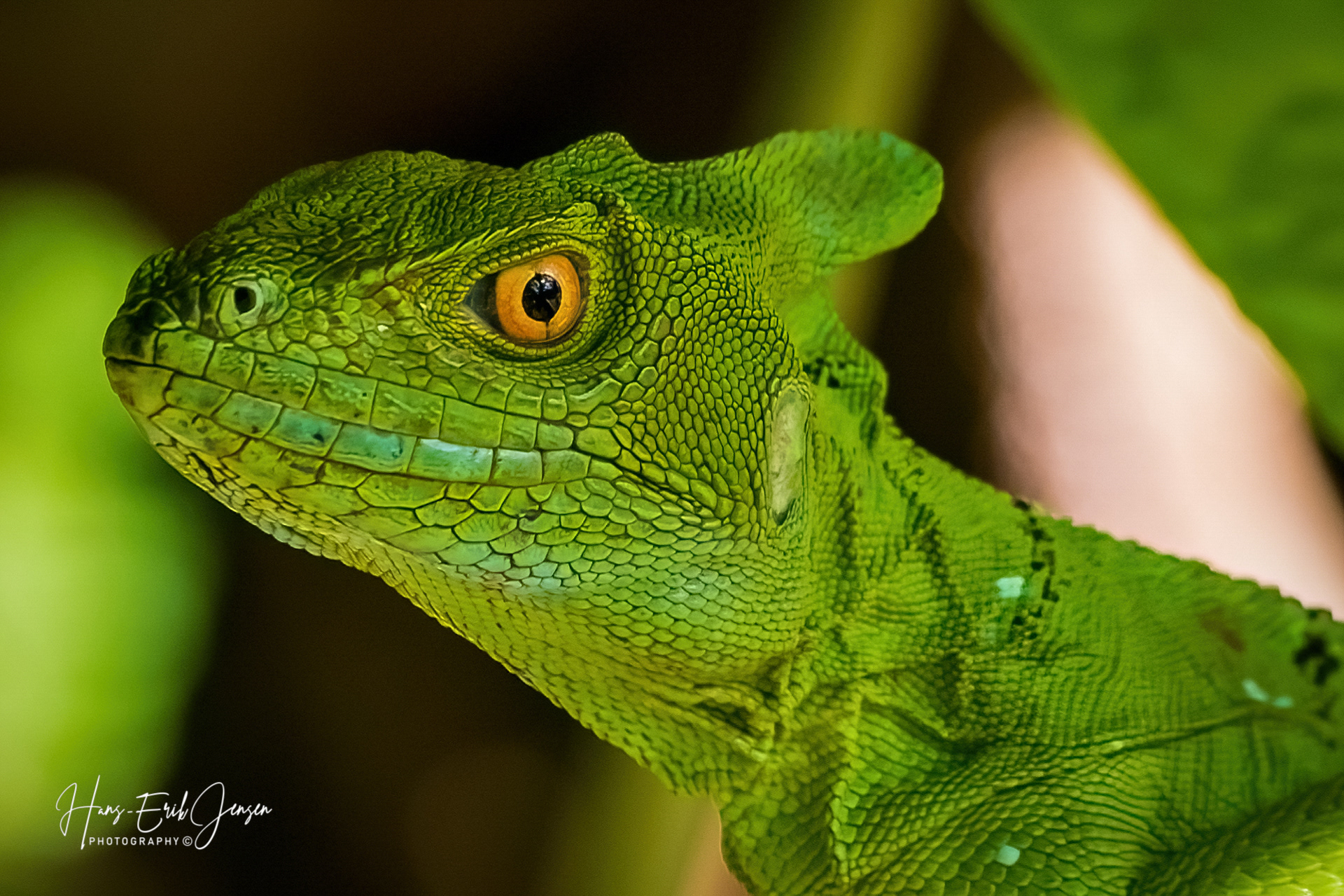 Reptile 1