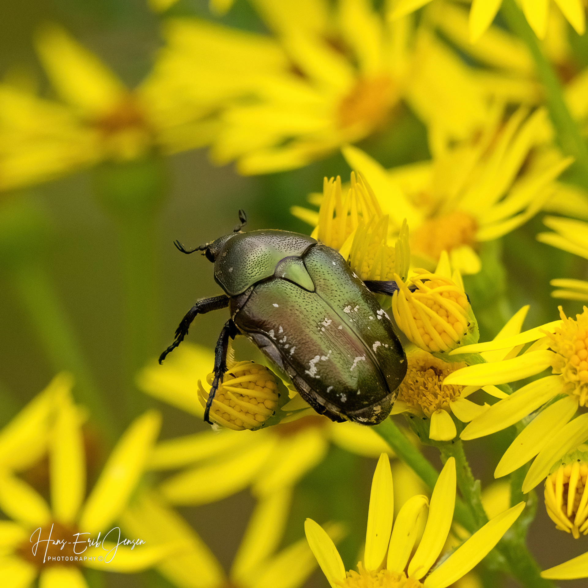 Bug 15