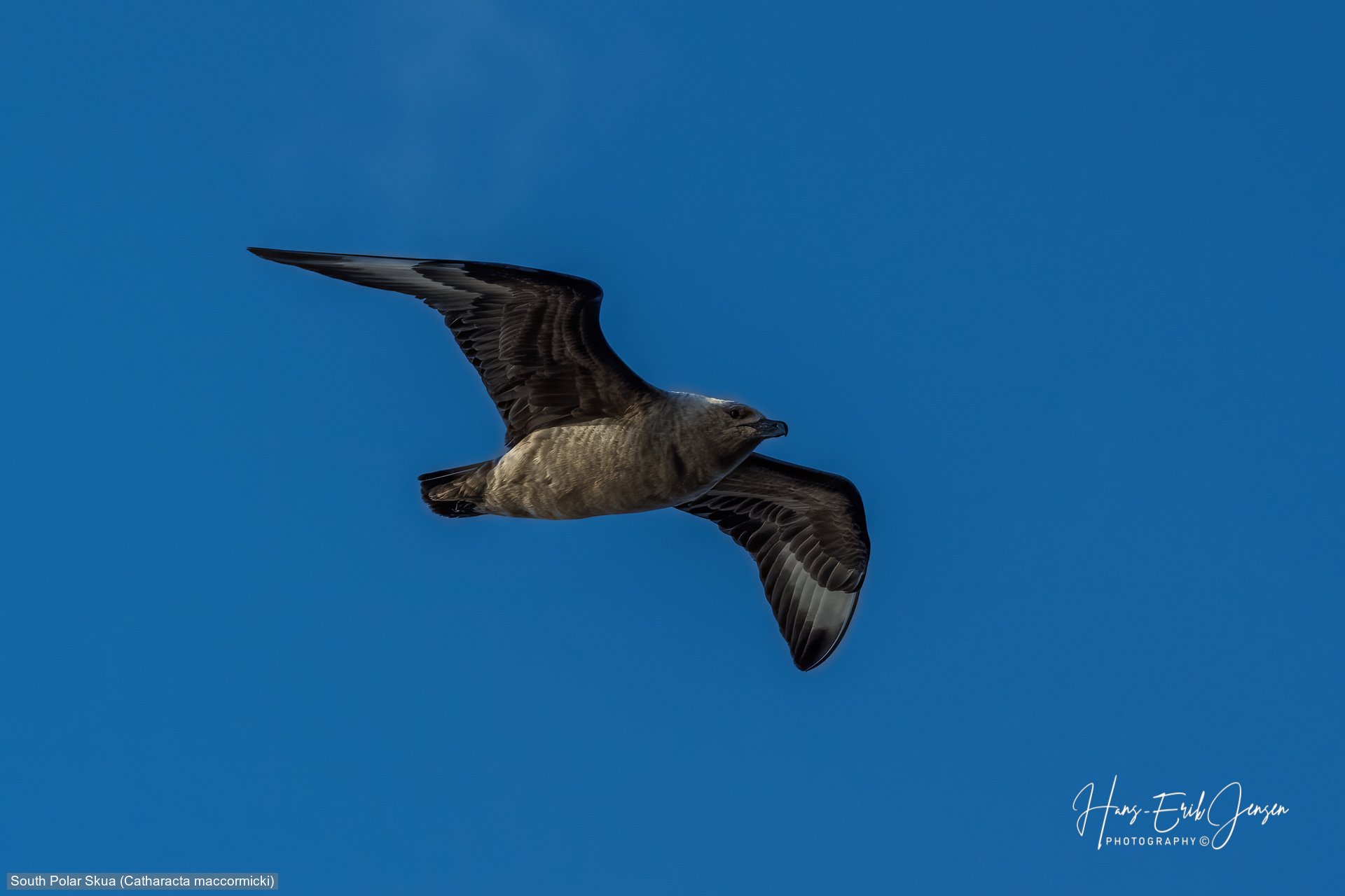 Bird 70