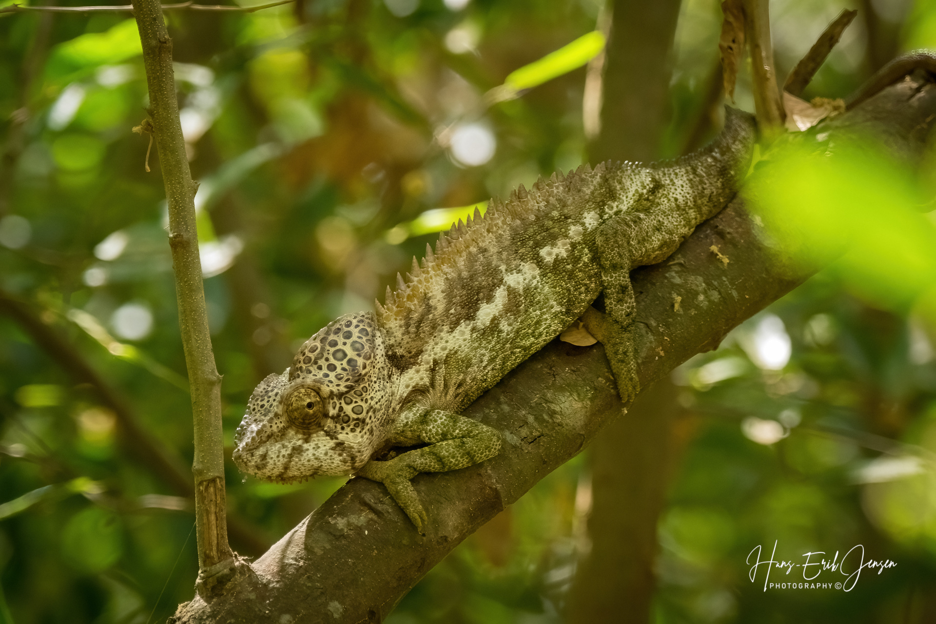 Reptile 36