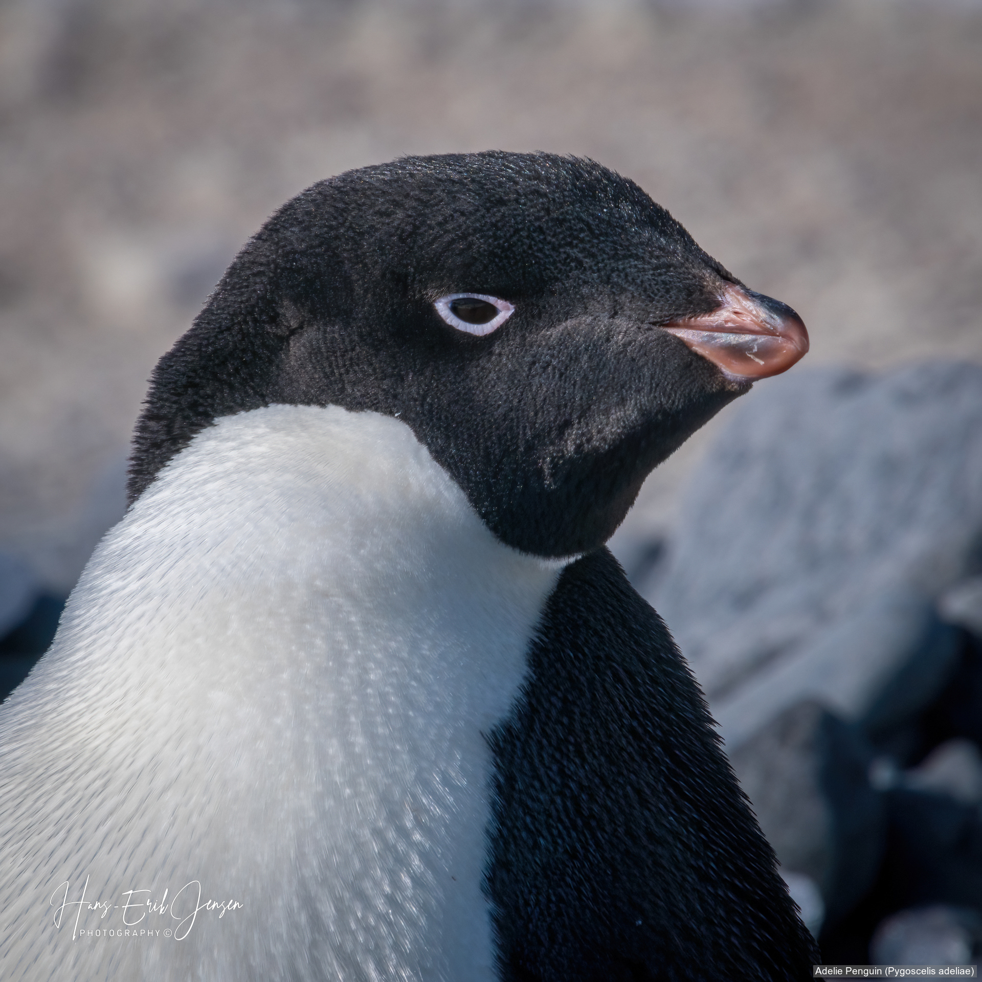 Penguin 9
