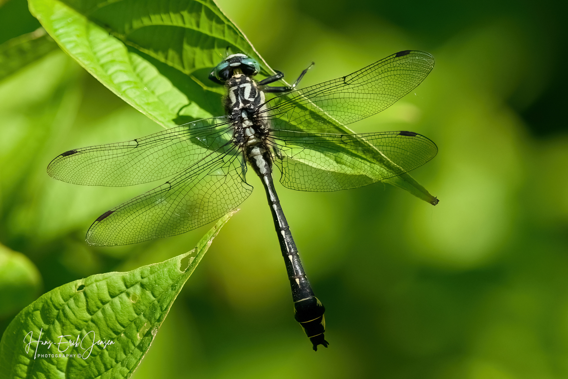 Dragonfly 37