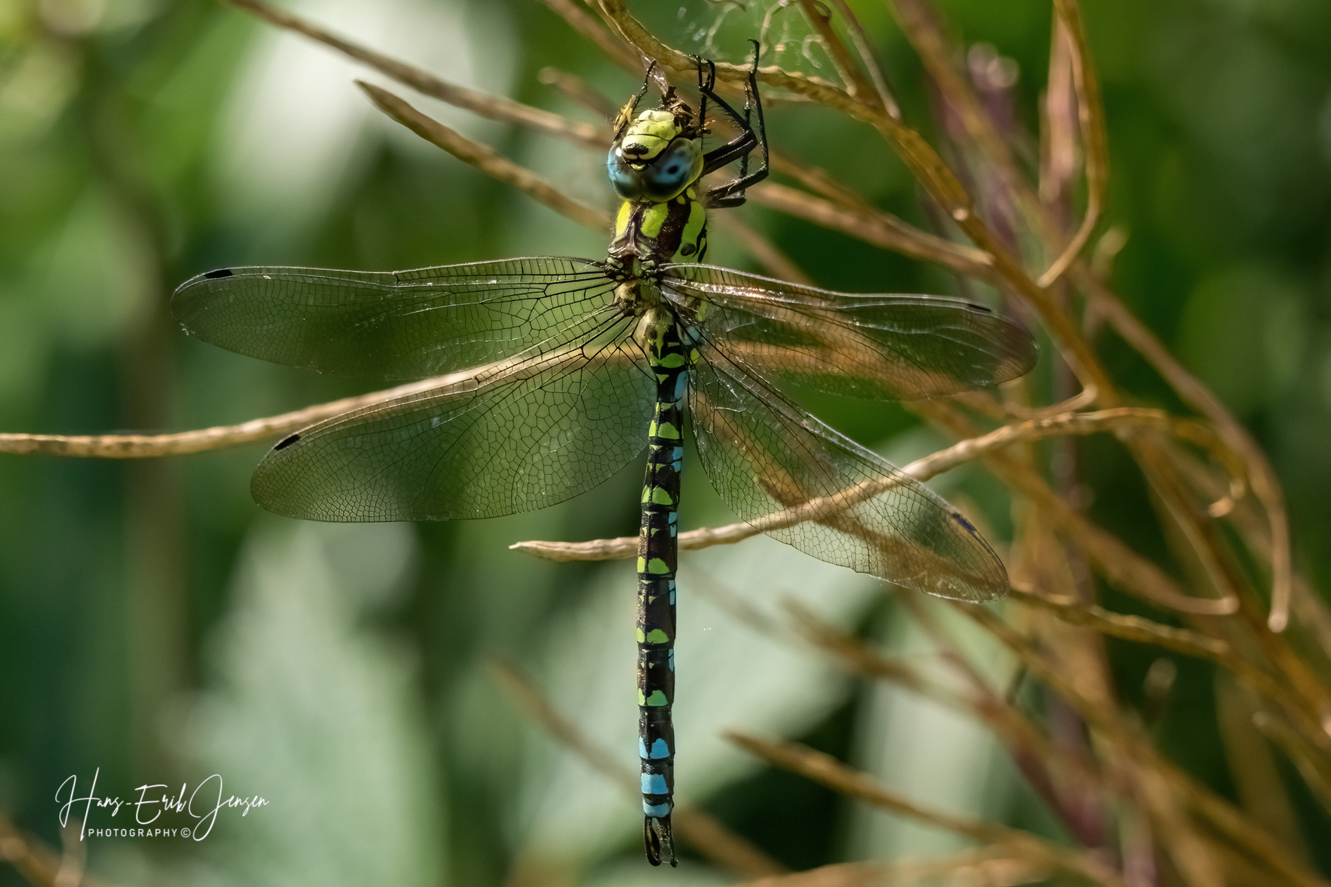 Dragonfly 56