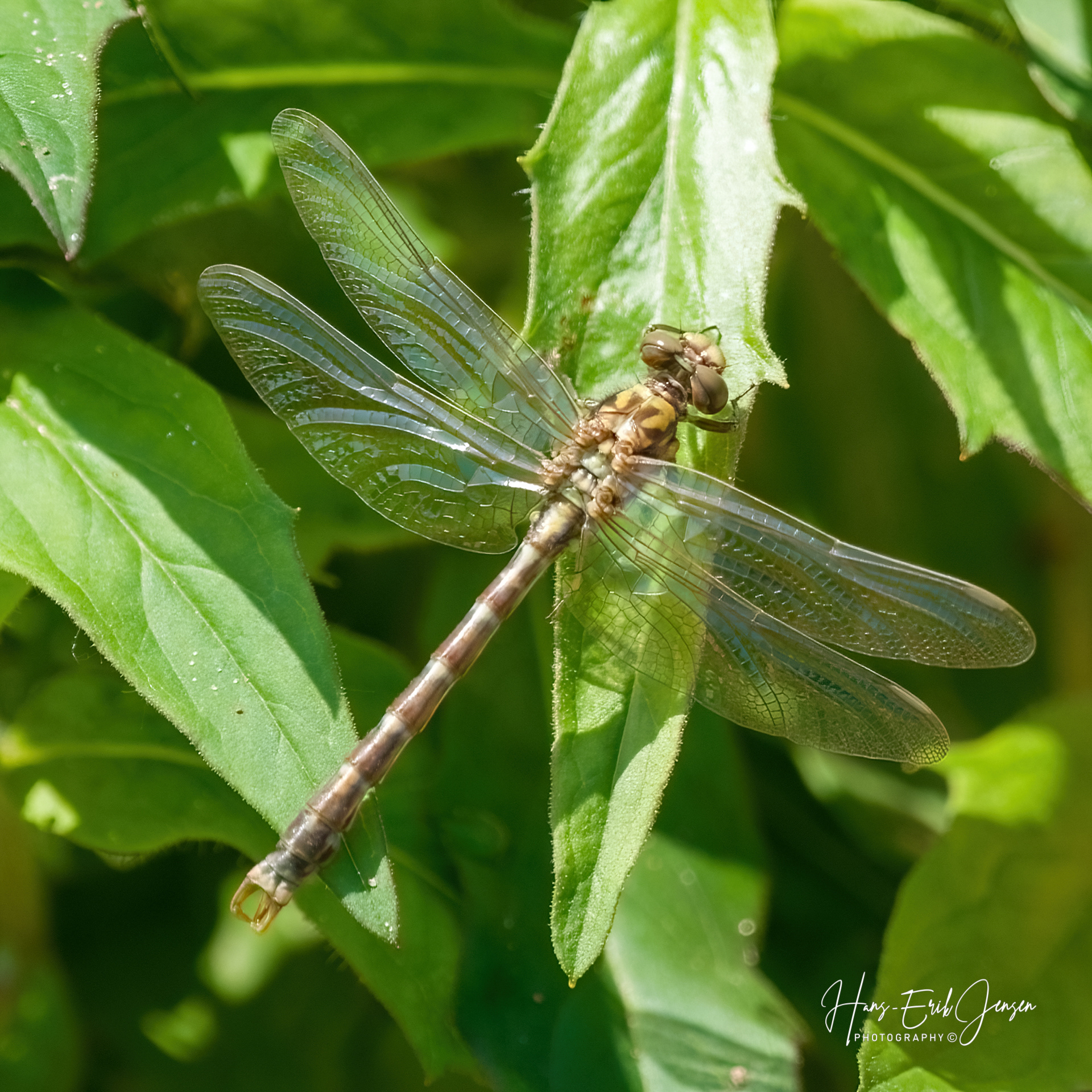 Dragonfly 2