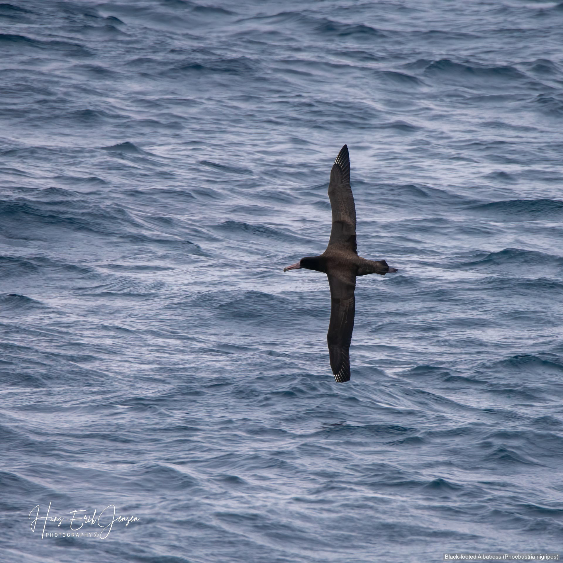 Albatross 22