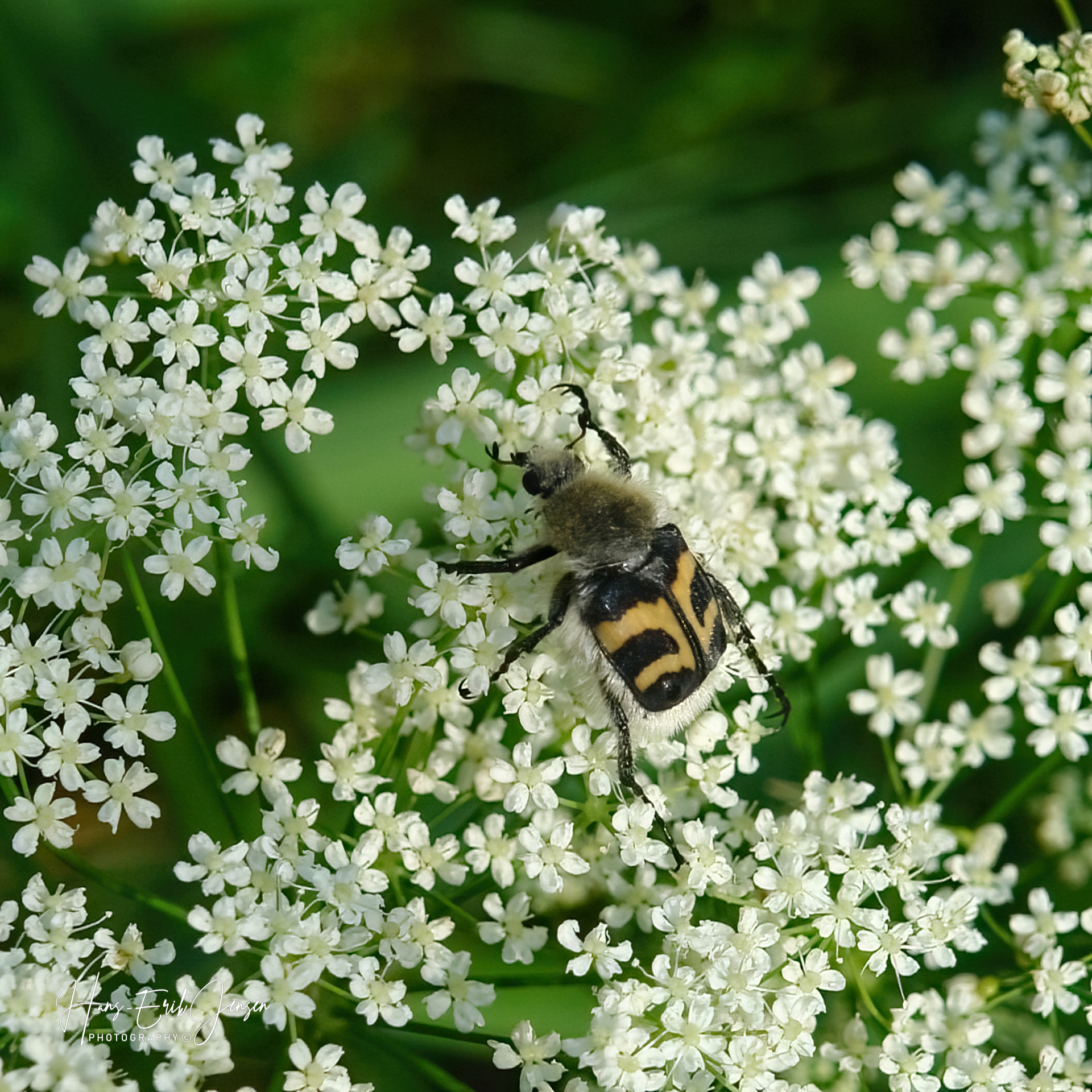 Bug 3