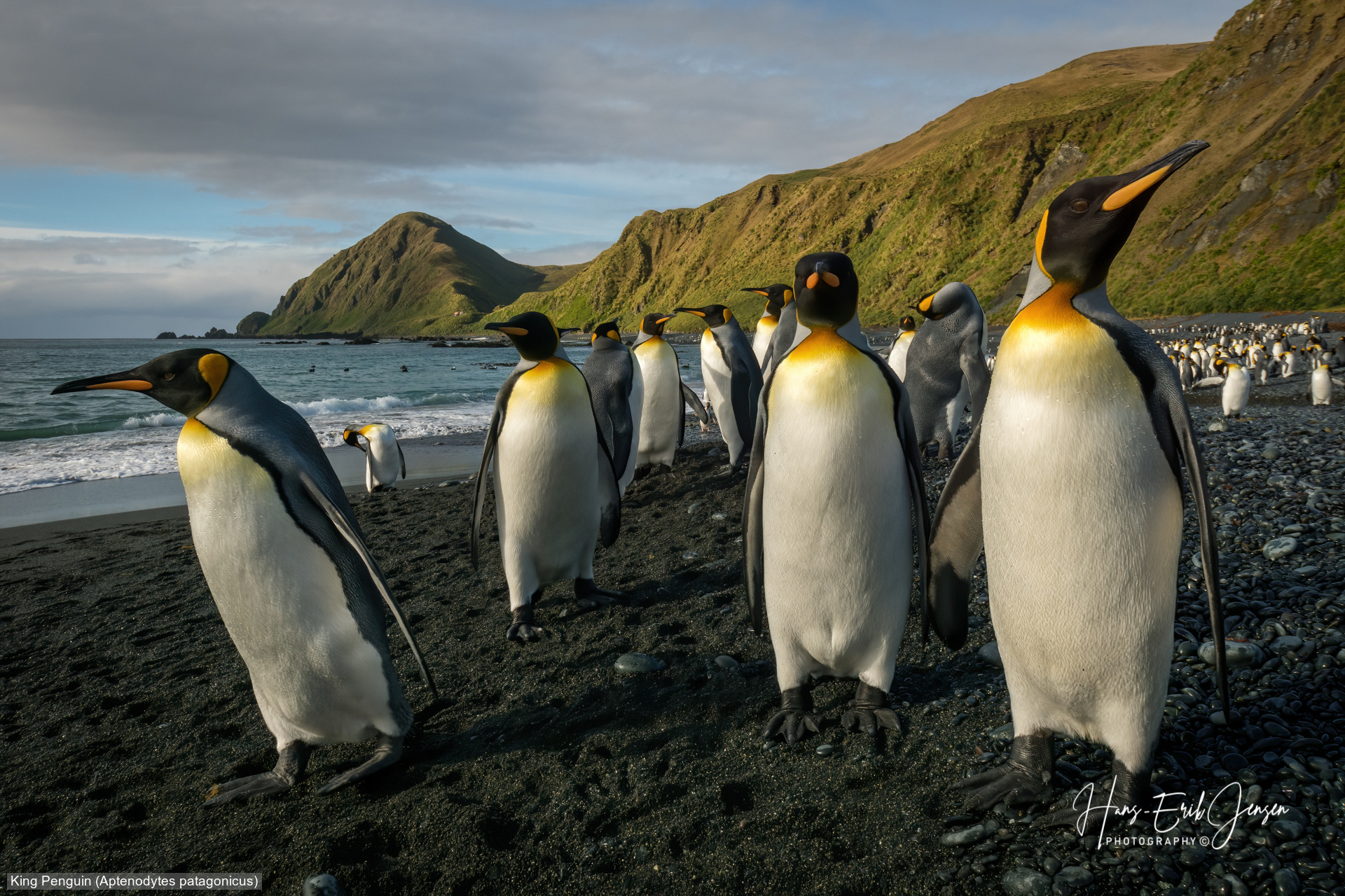 Penguin 17