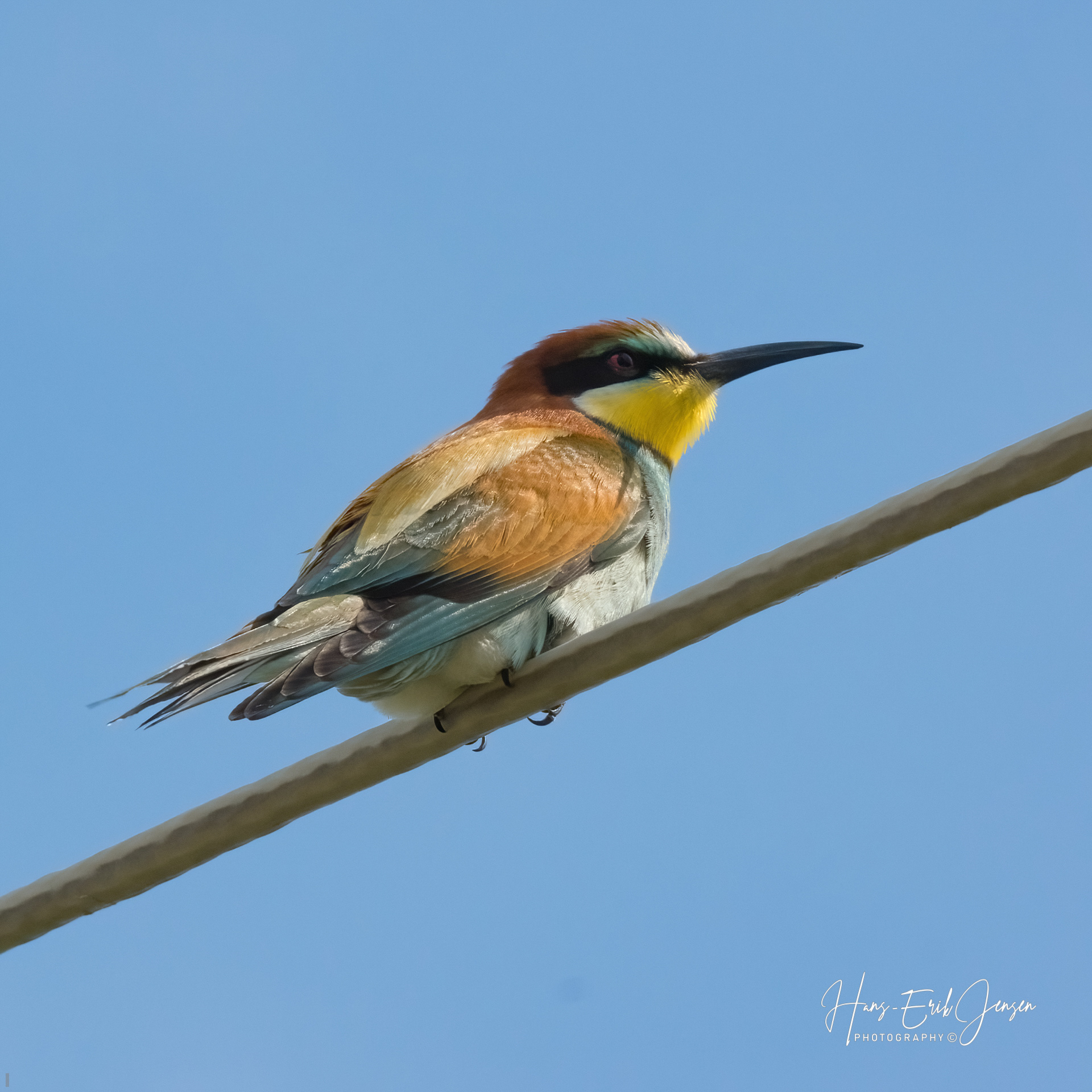 Bird 89