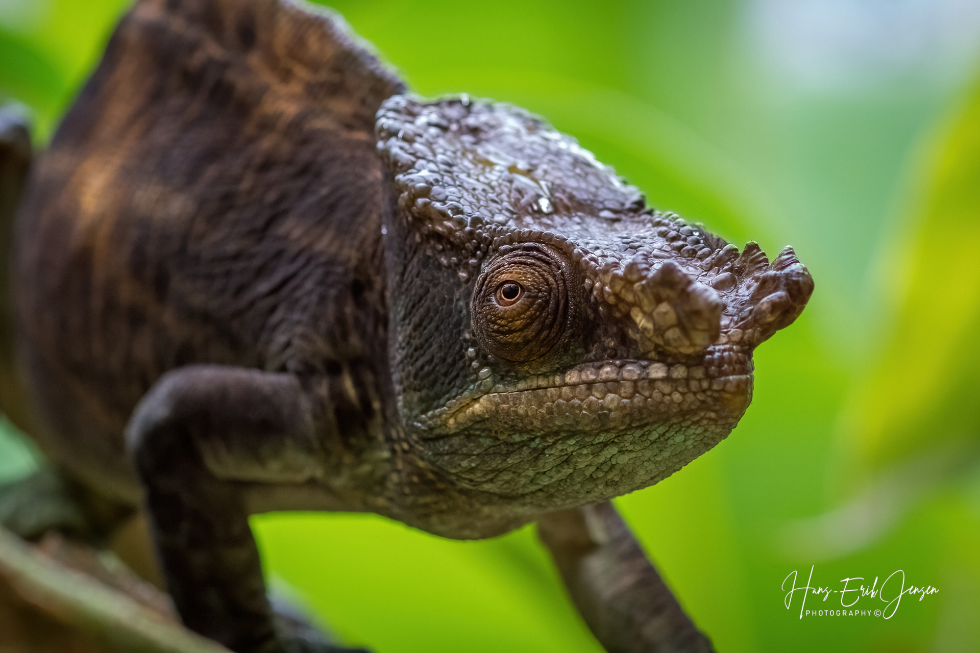 Reptile 25