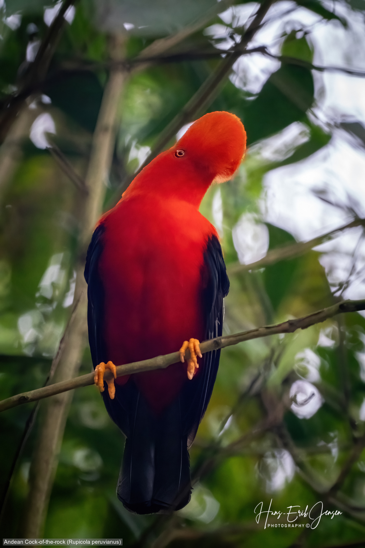 Bird 121