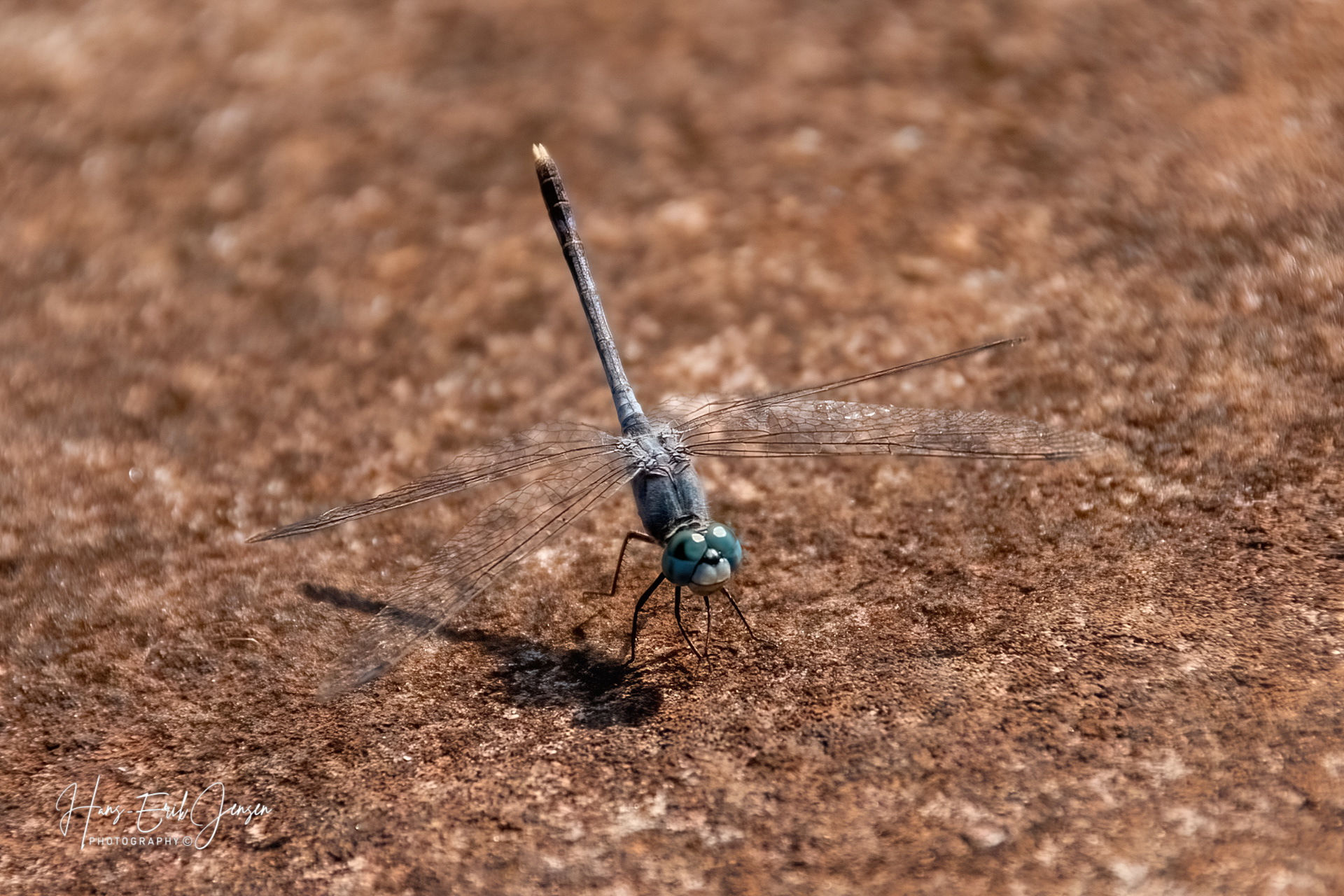 Dragonfly 41