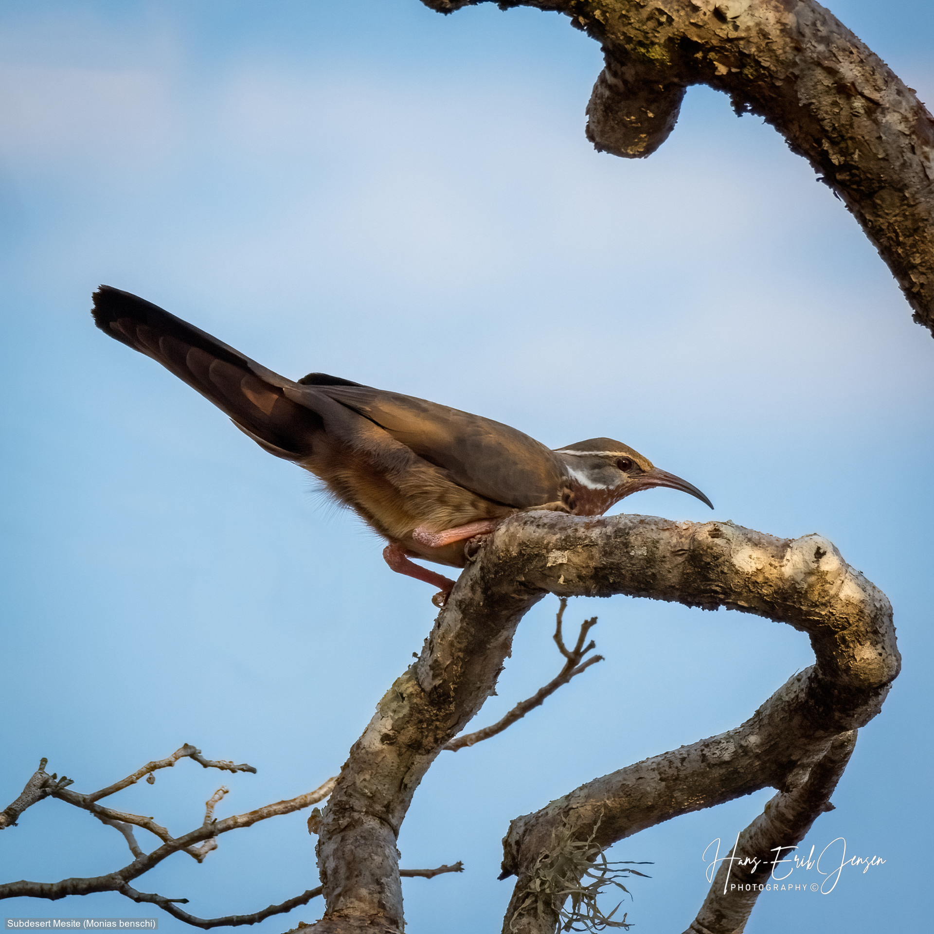Bird 91