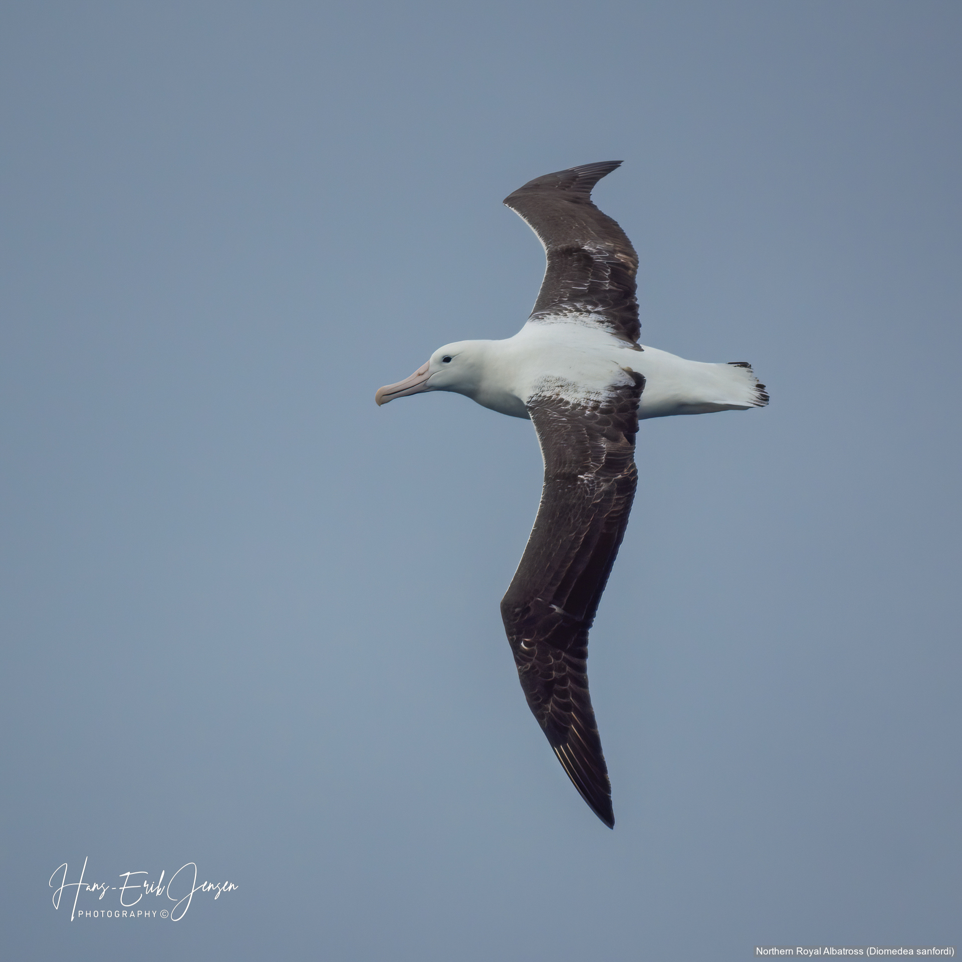 Albatross 2