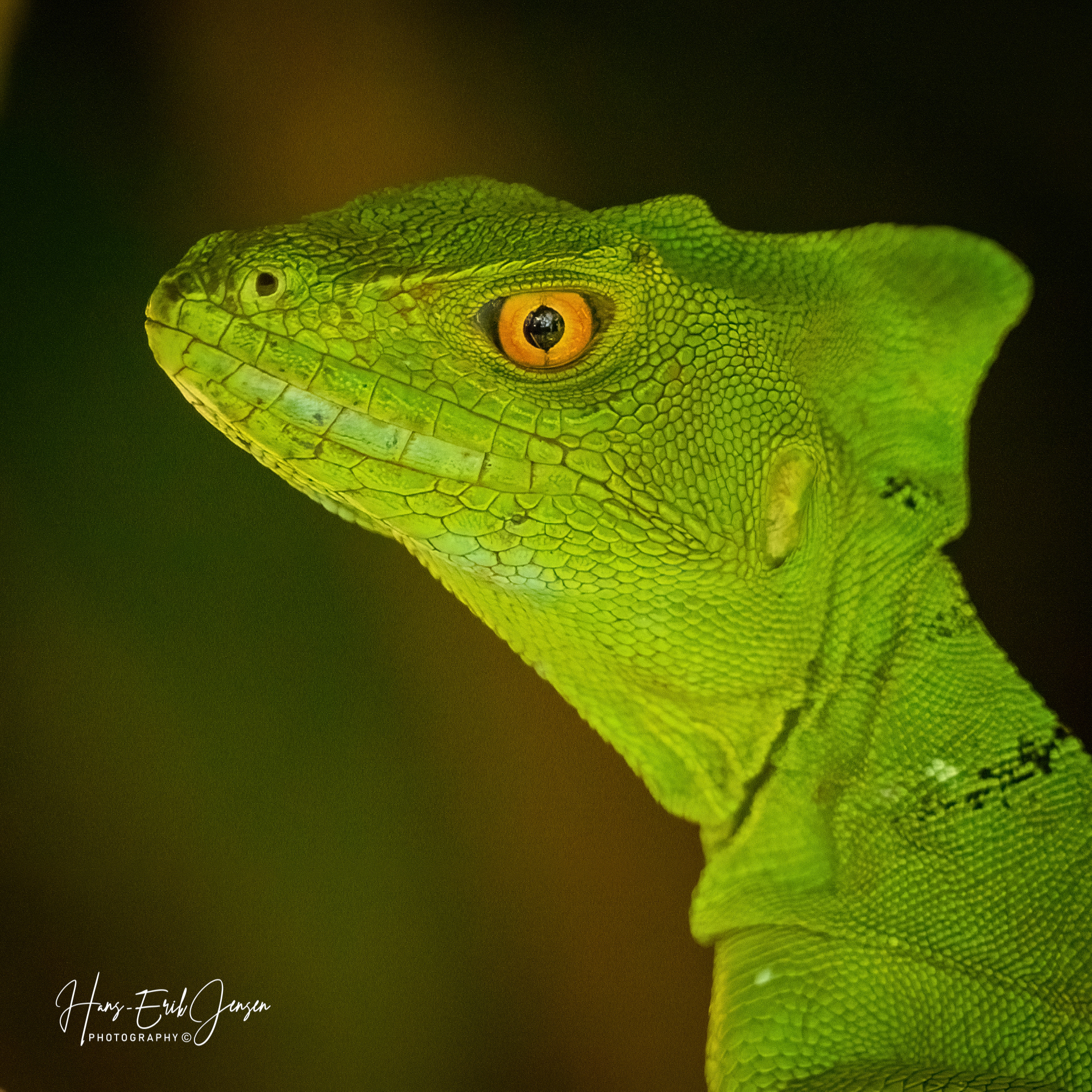 Reptile 17