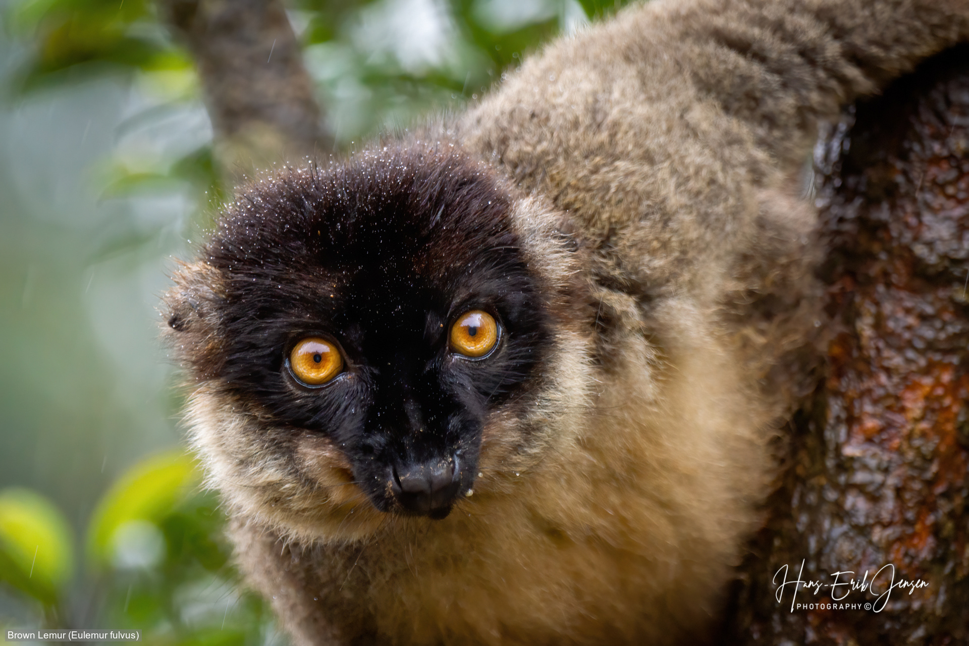 Lemur 13