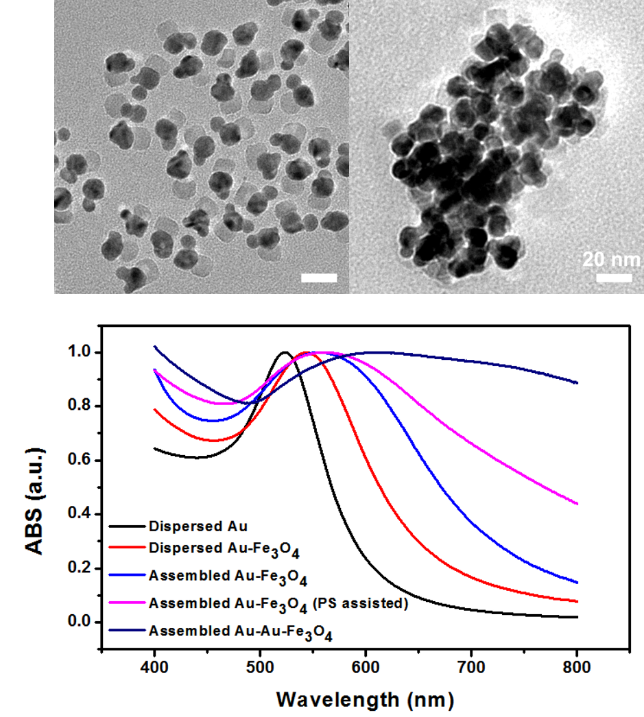 (a) TEM image of Janus Au-Au-Fe3O4 nanocrystals obtained by growing Au nanocrystal domains on Au-Fe3O4 dumbbell nanocrystals; (b) Self-assembly of Janus Au-Au-Fe3O4 nanocrystals shows large domains of Au lobes interconnecting with each other; (c) Comparison of UV-Vis spectra of structures assembled from different Janus nanocrystals. The bigger structures assembled with larger hydrophobic moiety lead to stronger LSPR effect.