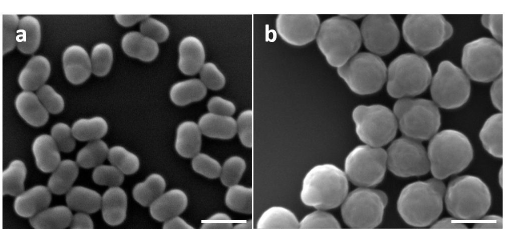 SEM images of anisotropic dumbbell shape polystyrene seed particles (a) low styrene concentration during titration; (b) high styrene concentration during titration. Scale bar is 500 nm