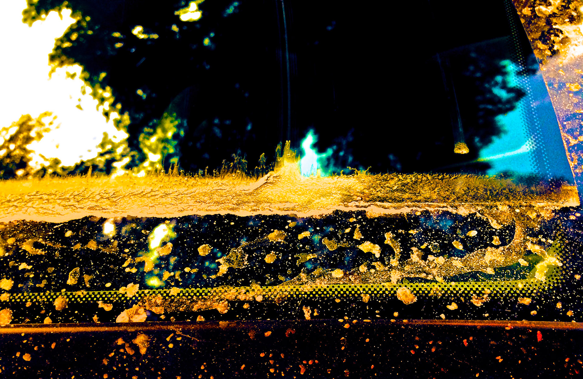 golden phénix