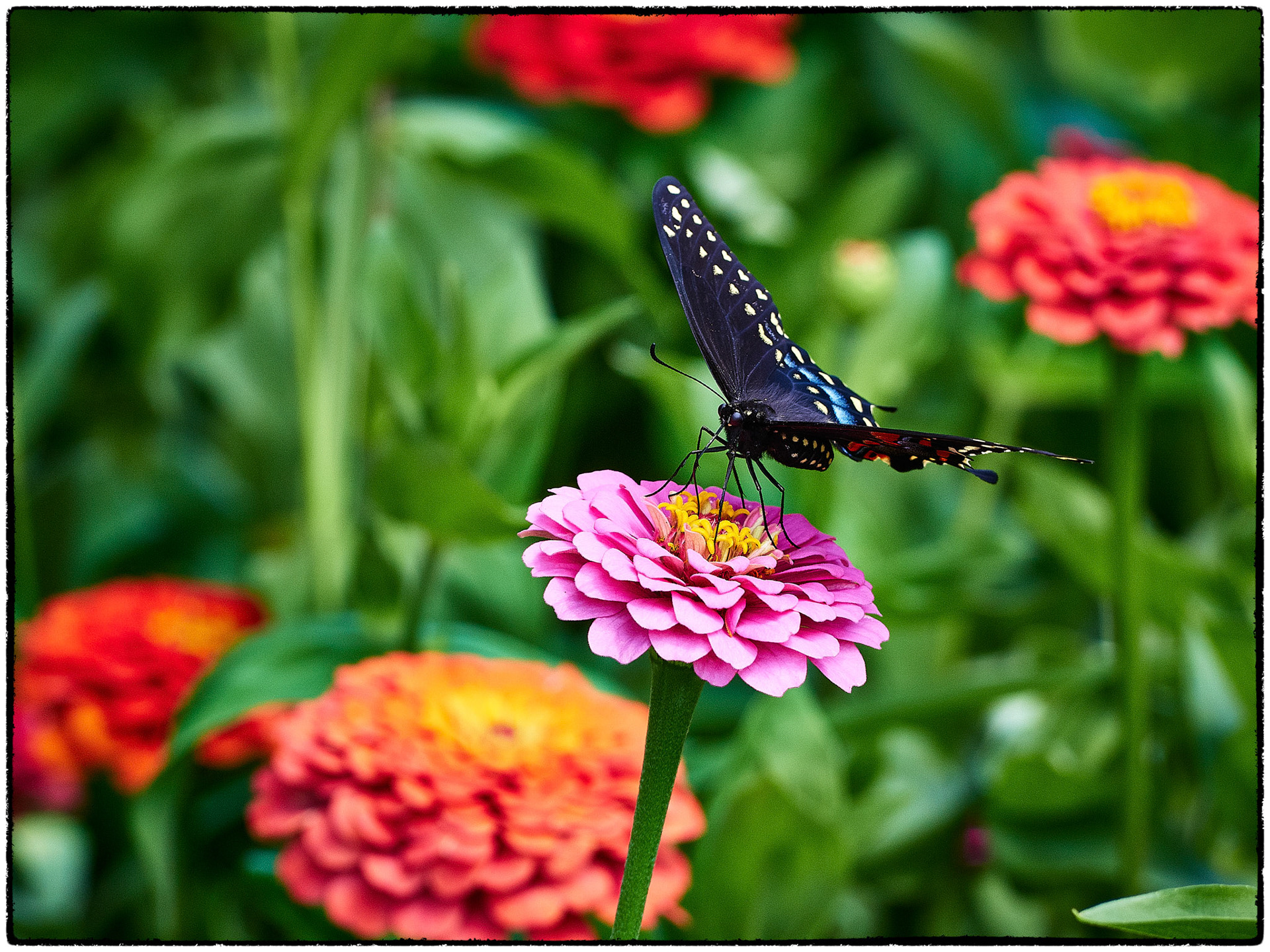 A butterfly in blue and black