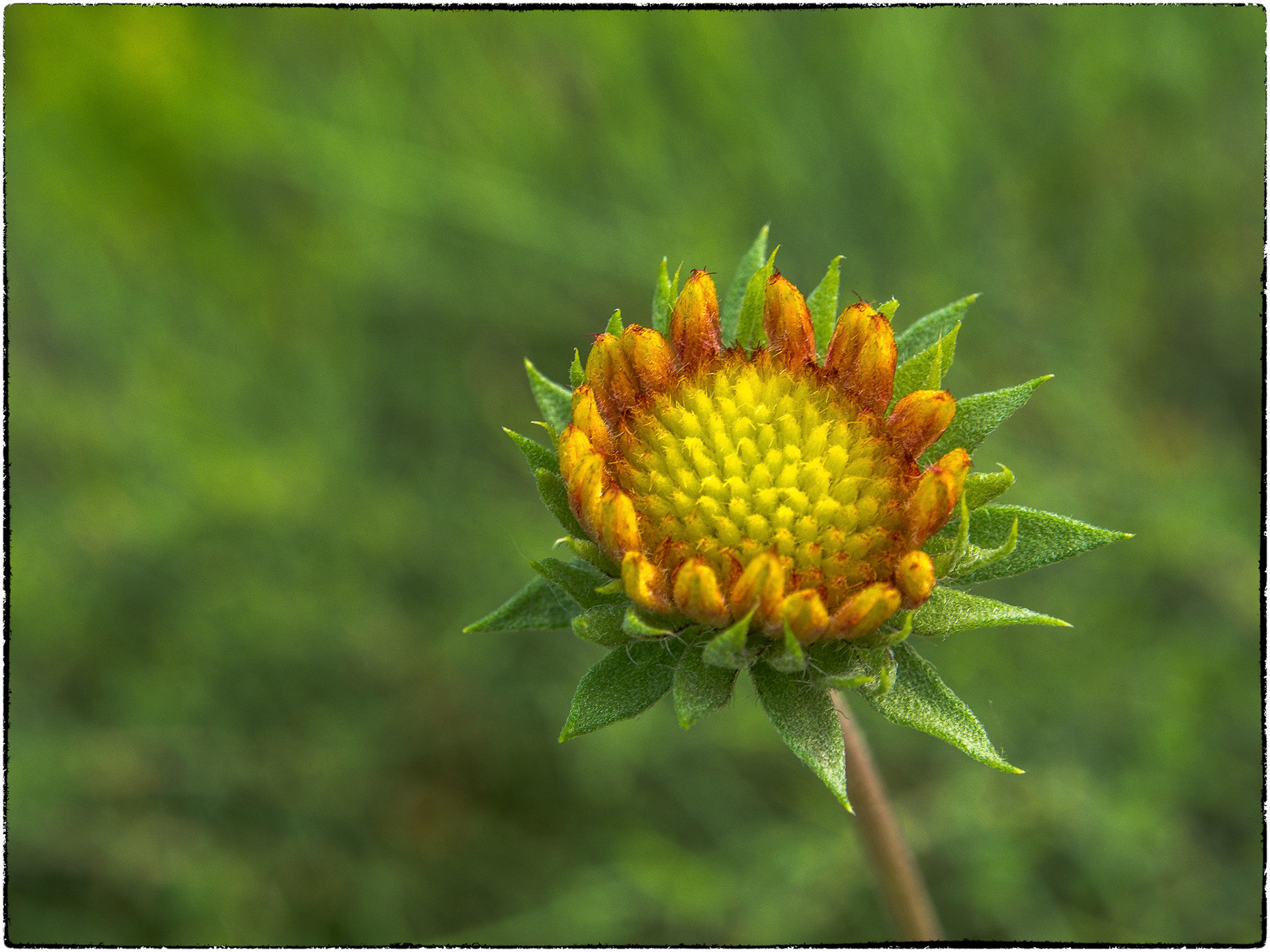 Sunflowers aren't all Yellow