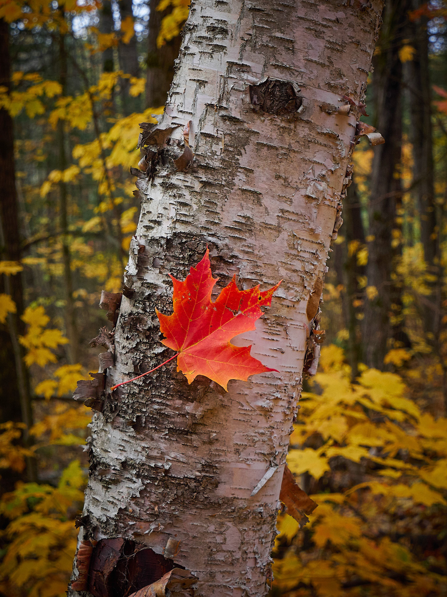 A birch has caught a maple leaf