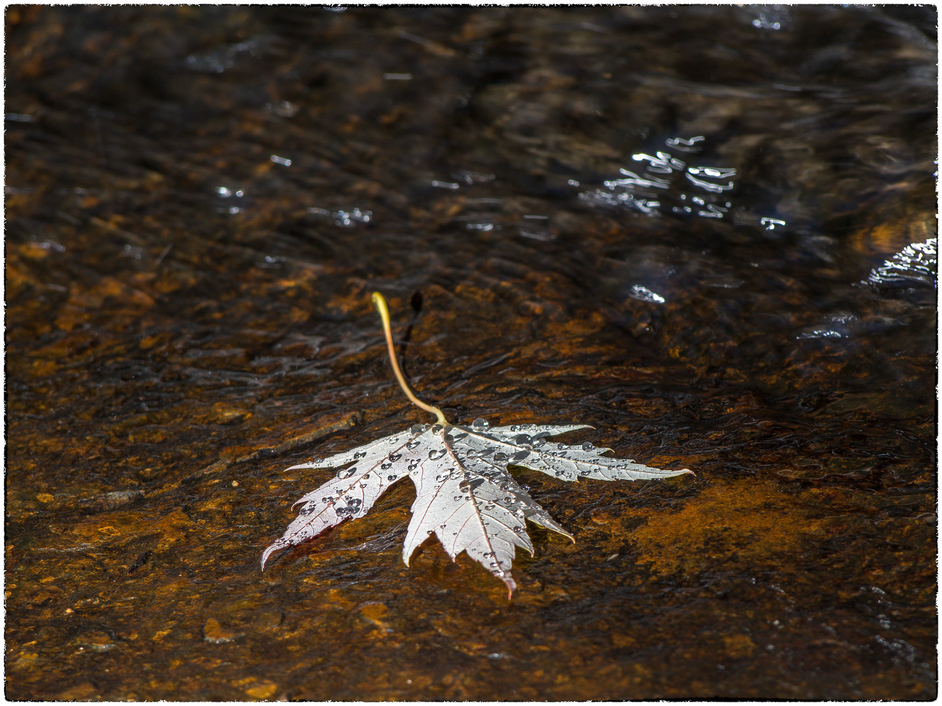 A single leaf, covered in water droplets