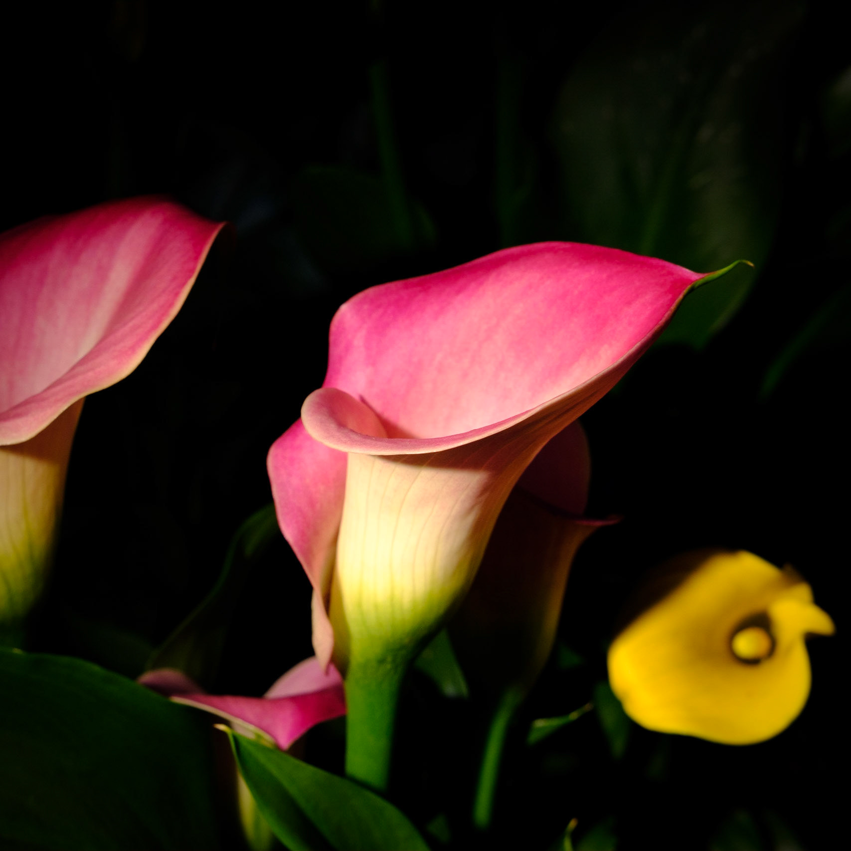 Chiaroscura