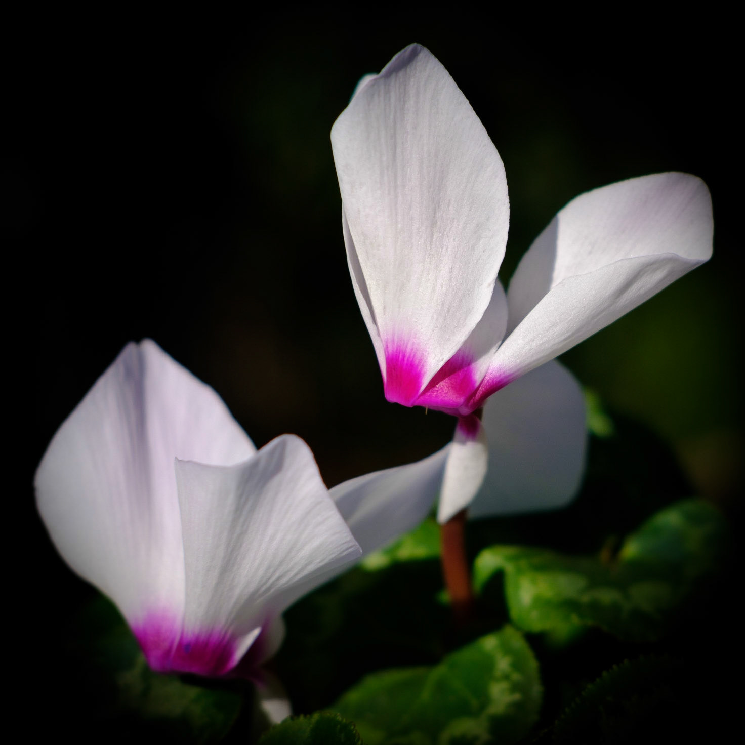 Chiaroscura