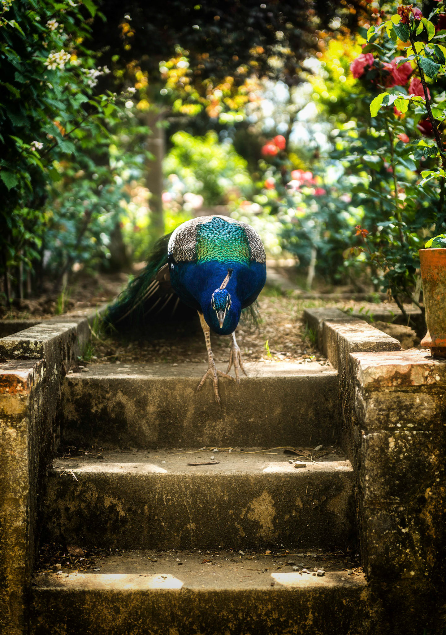 Peacock