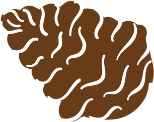 Pinecone Asset