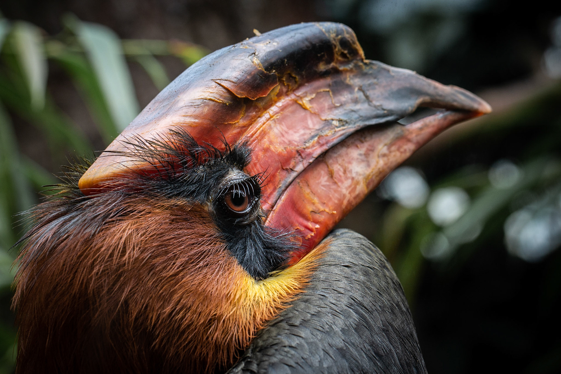 Rosse neushoornvogel