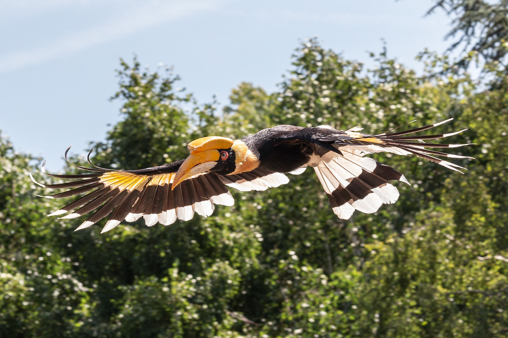 Dubbele neushoornvogel